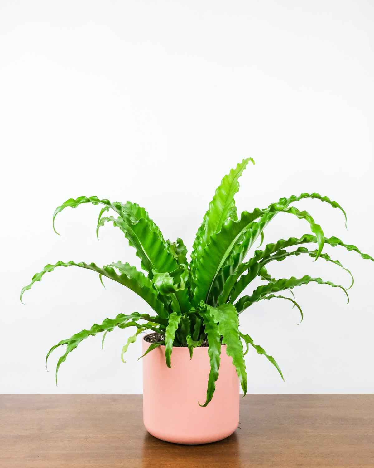 Succulents in small pots on a shelf