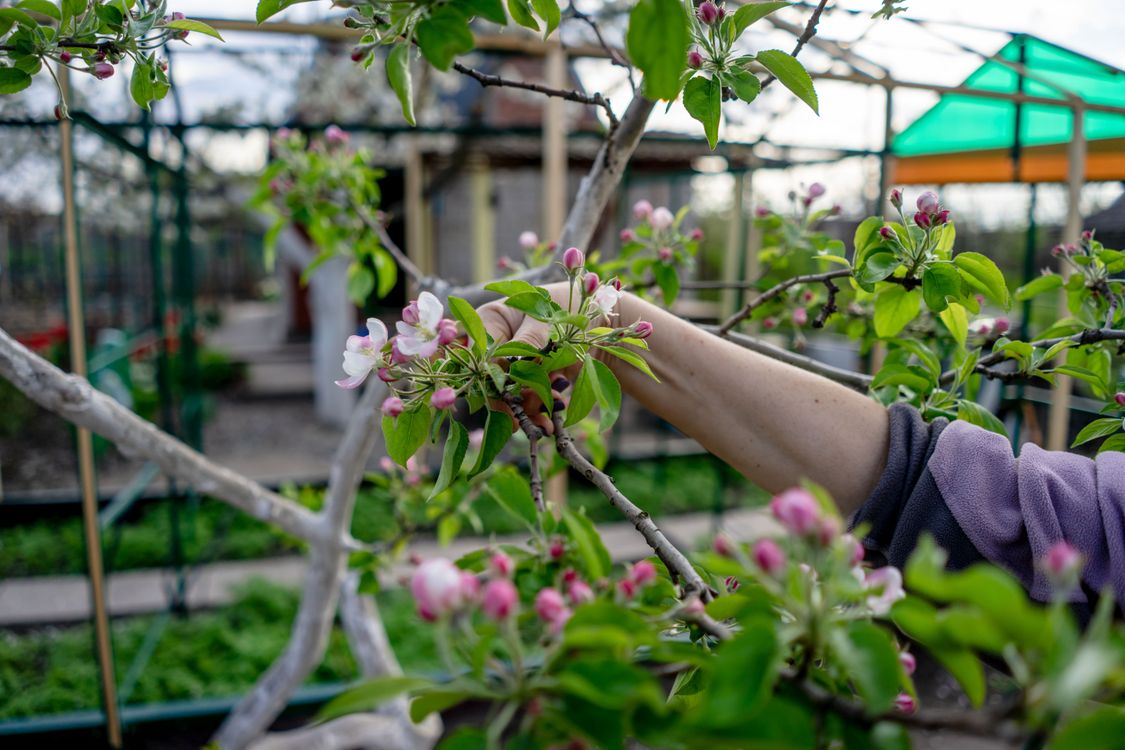 A gardener pruning apple blossoms in a spring orchard