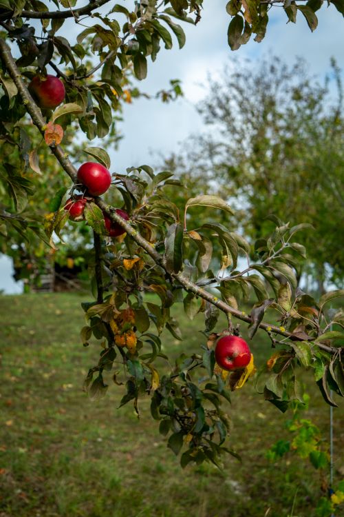 Red apples hanging from a branch in an orchard
