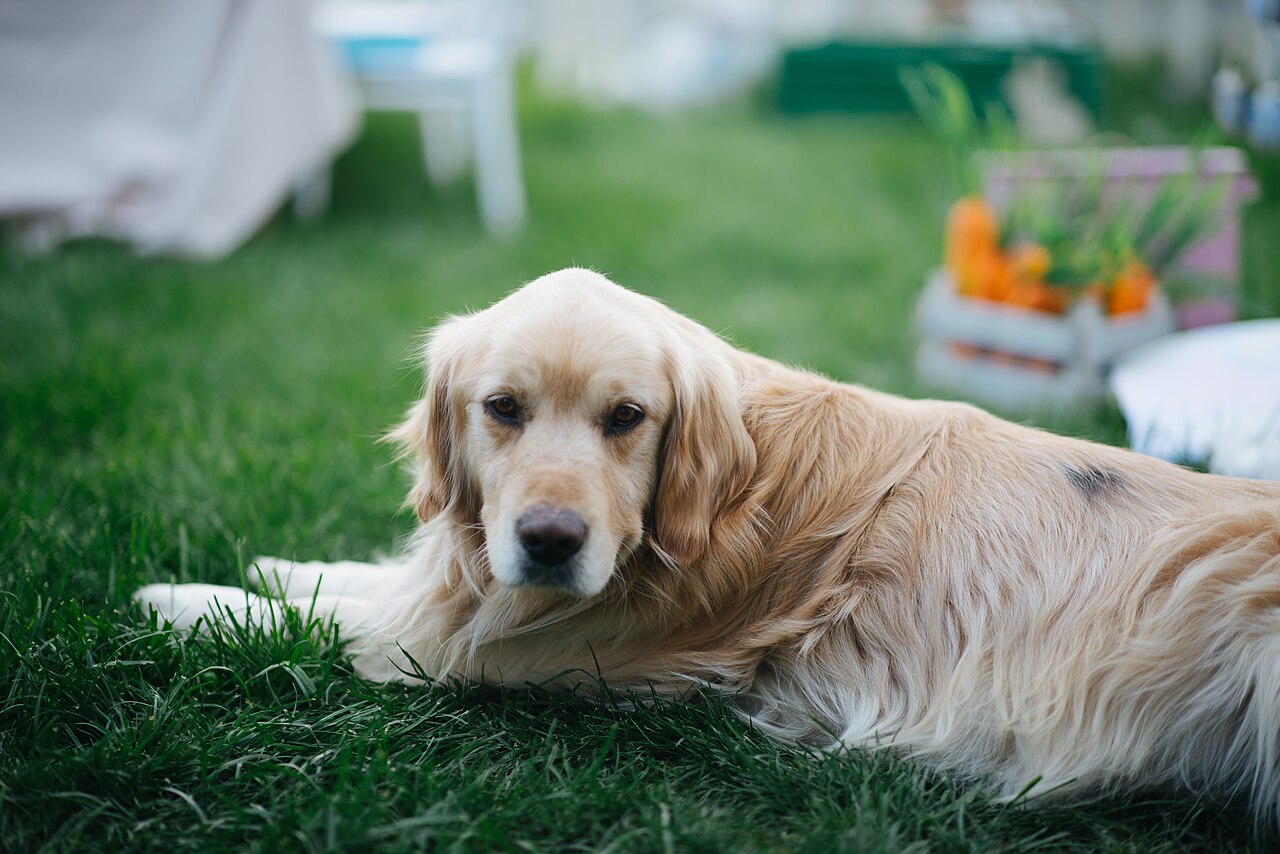 A golden retriever relaxing on green grass in a garden