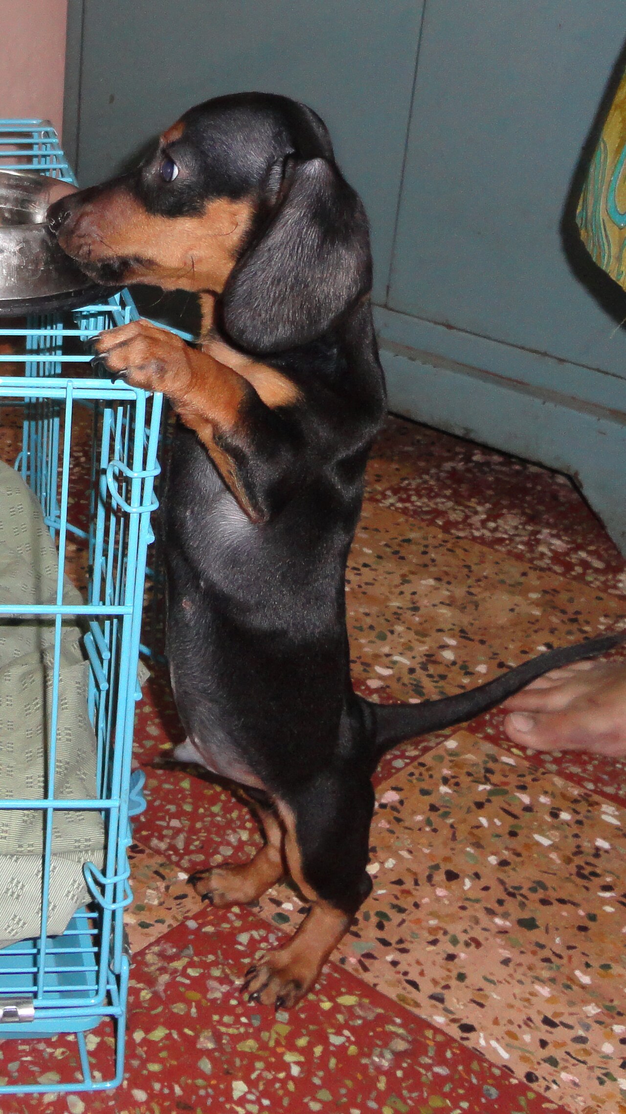A 45-day-old puppy named Ace