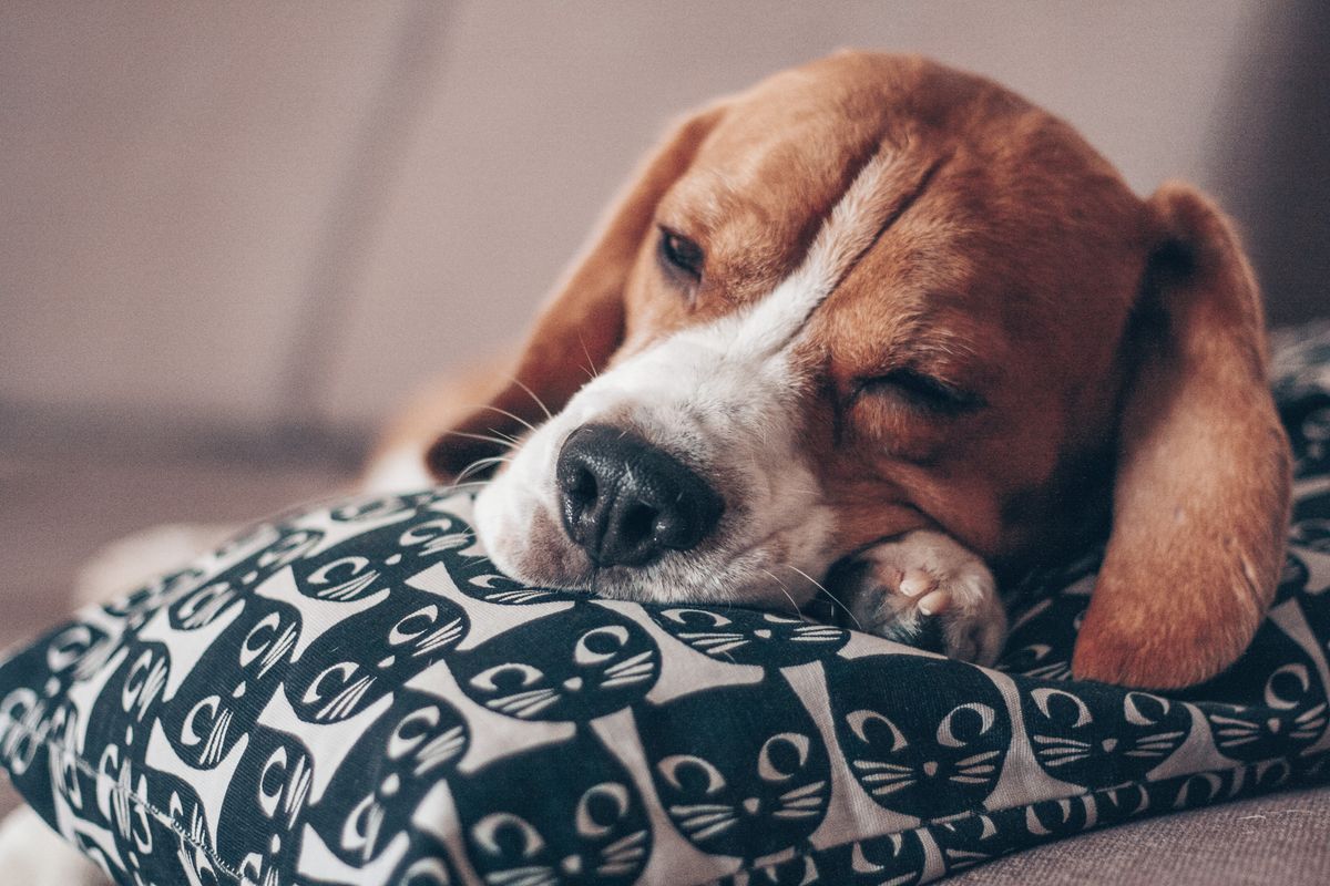 A dog sleeping curled up on a soft bed