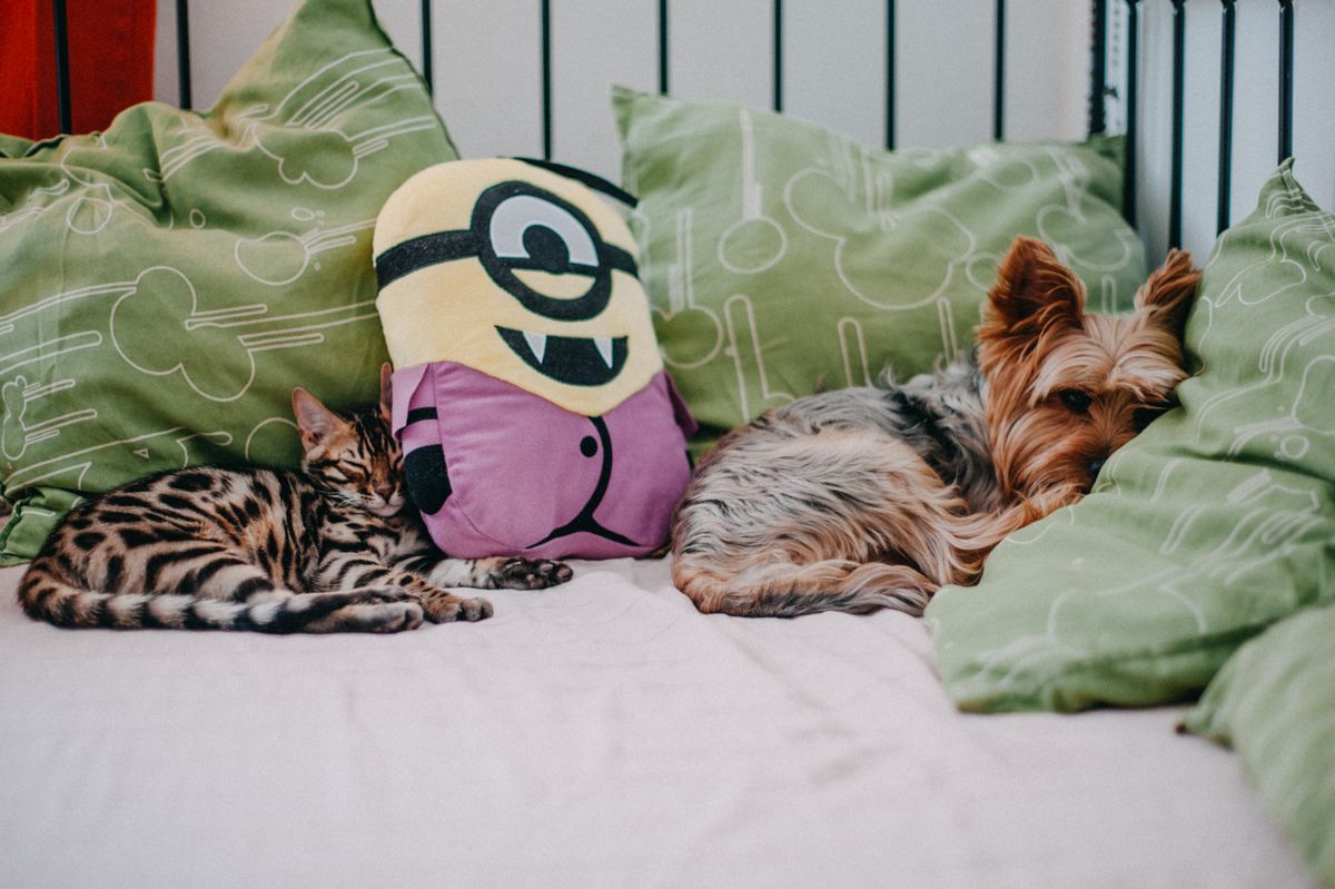 A cat and a dog sleeping together on a bed