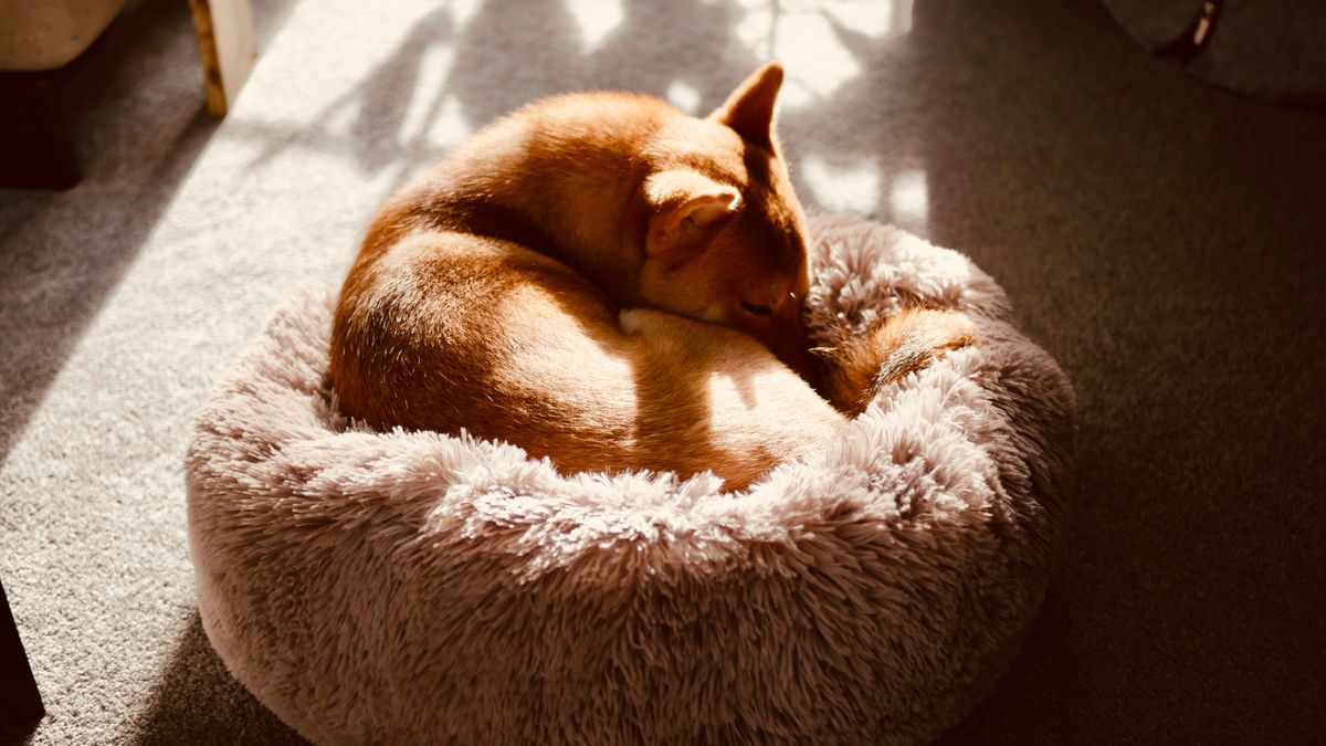 A dog sleeping curled up in a soft pet bed