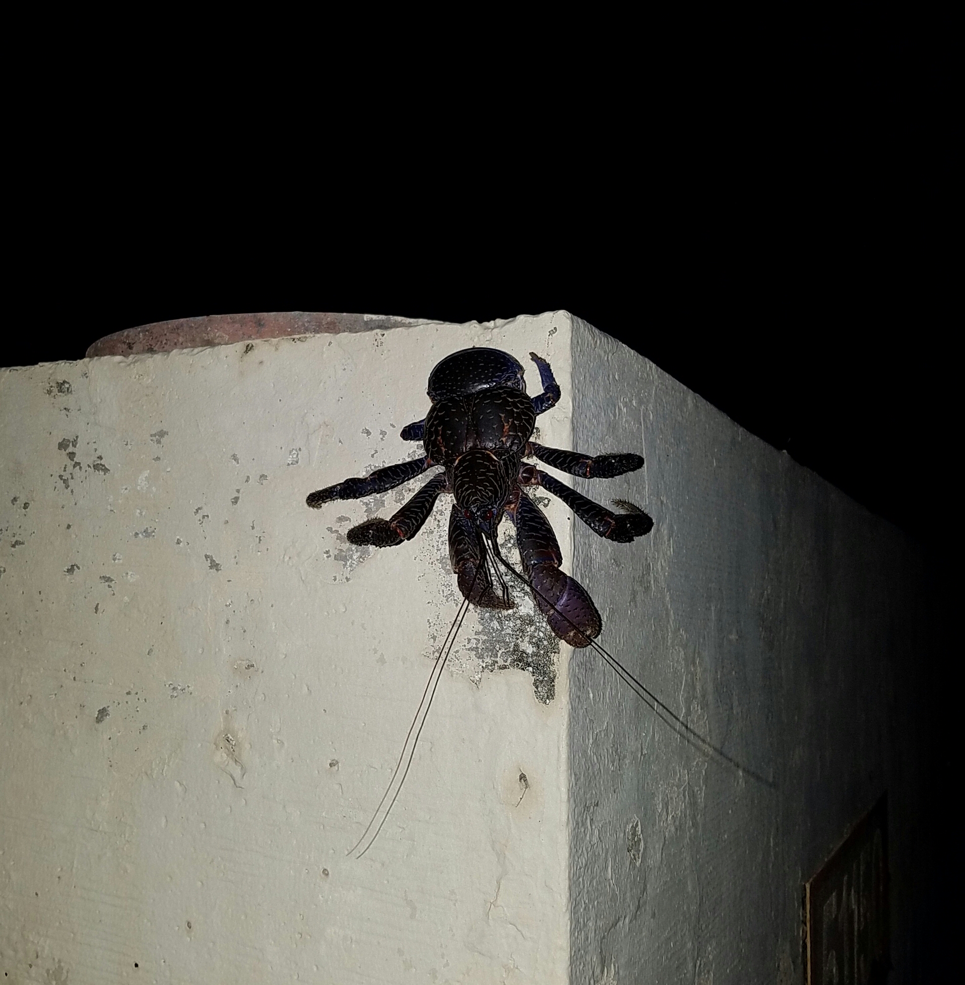 A coconut crab on the ground