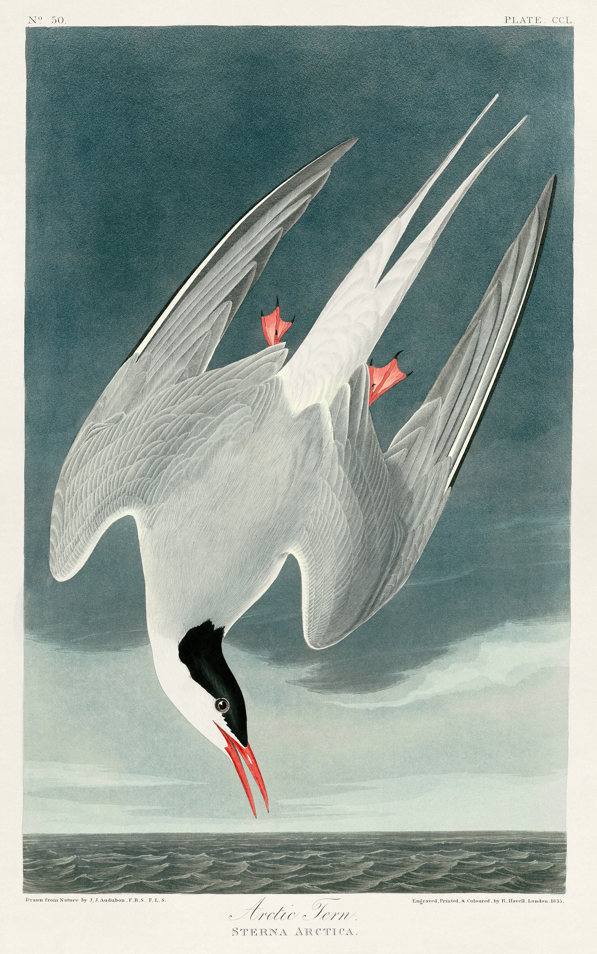 Illustration of an Arctic tern diving over the sea