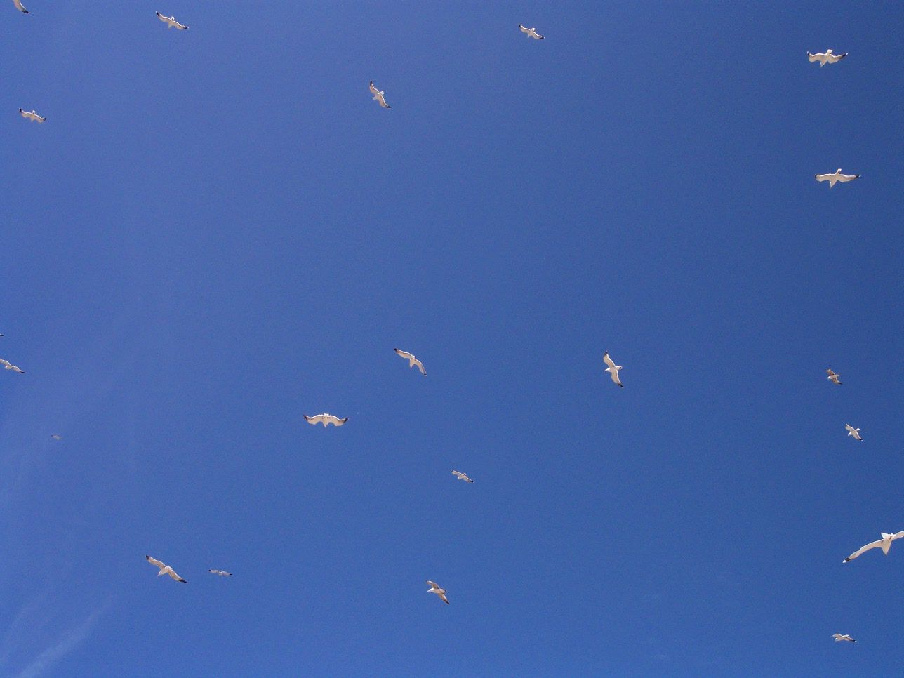 Birds flying in a clear blue sky
