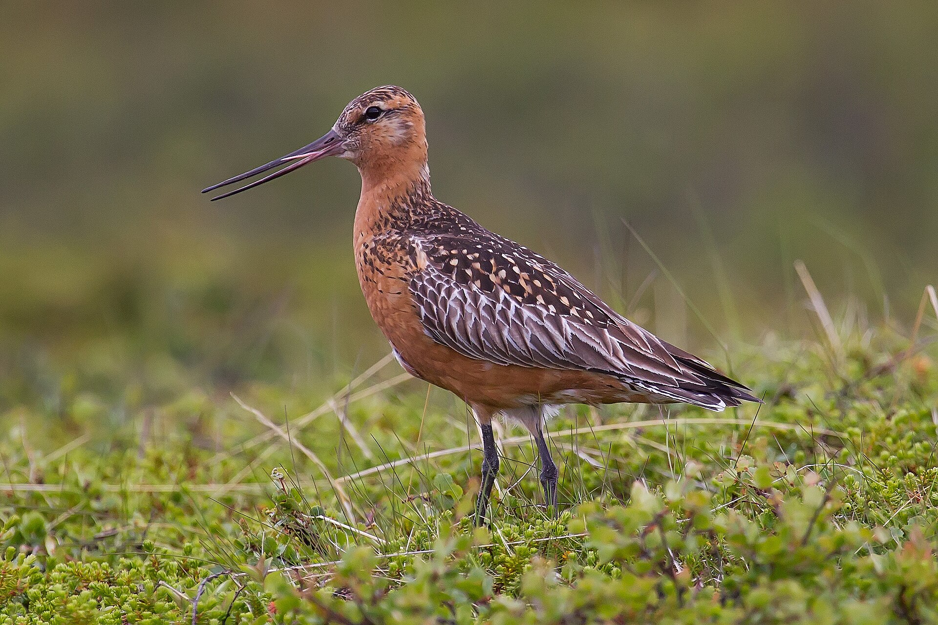 A bar-tailed godwit standing on grassy ground