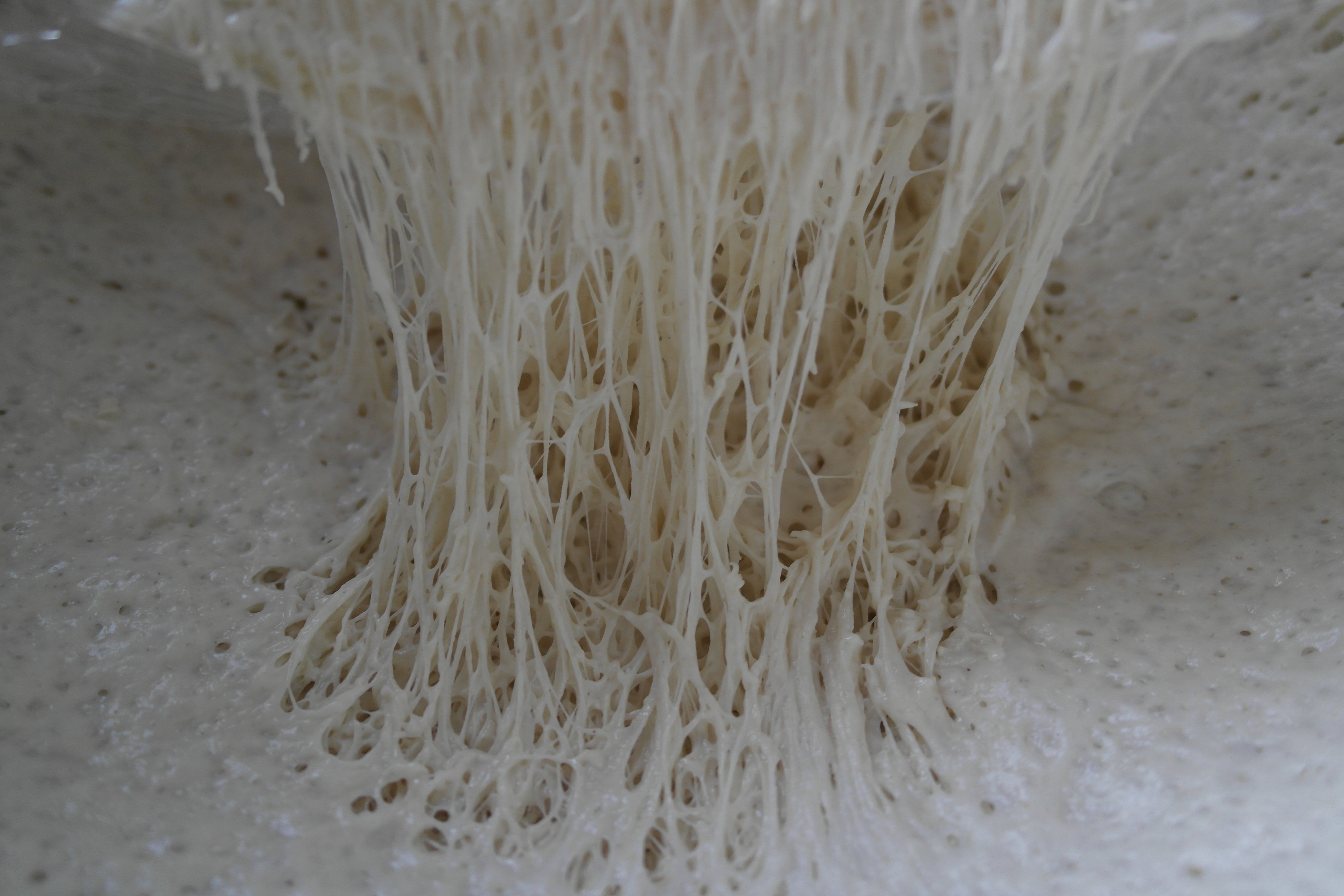 Gluten strands stretched in bread dough
