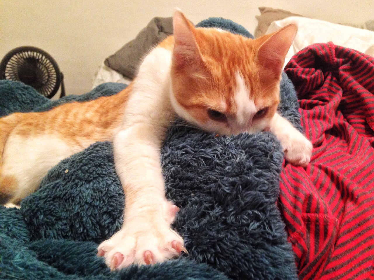 A cat suckling a blanket, a behavior tied to kittenhood nursing