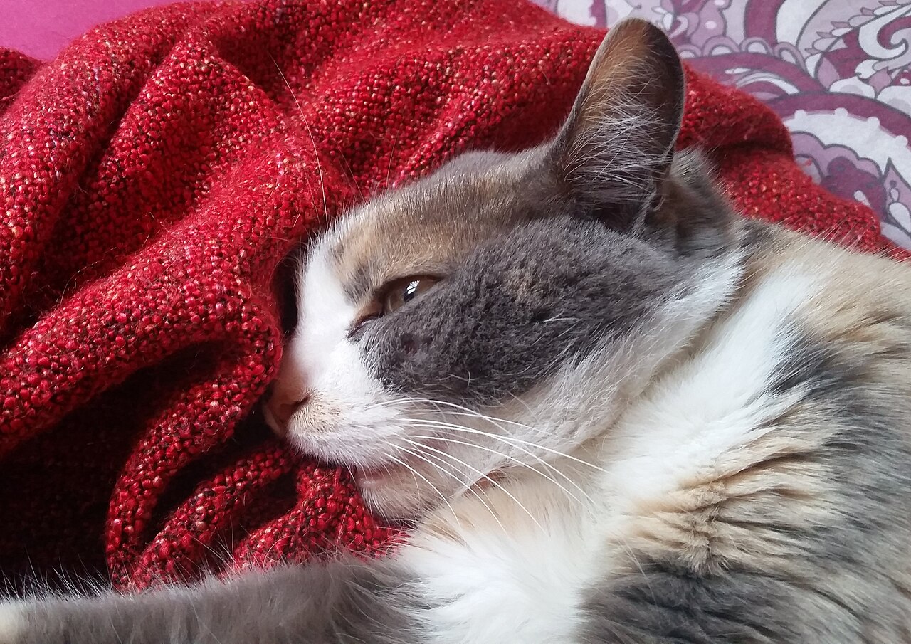 A cat kneading on a cushion, relaxed and settled