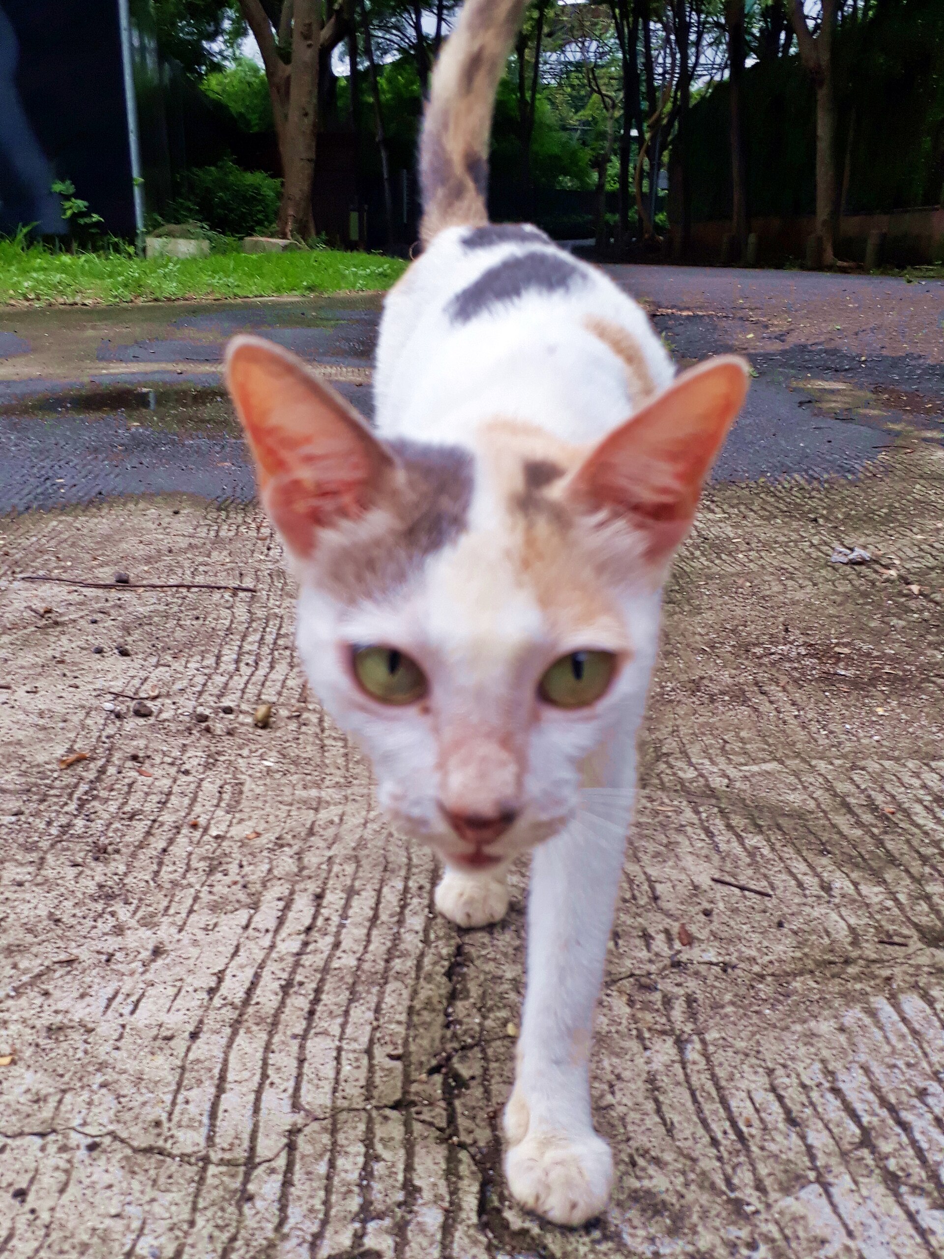 A cat staring directly at the viewer