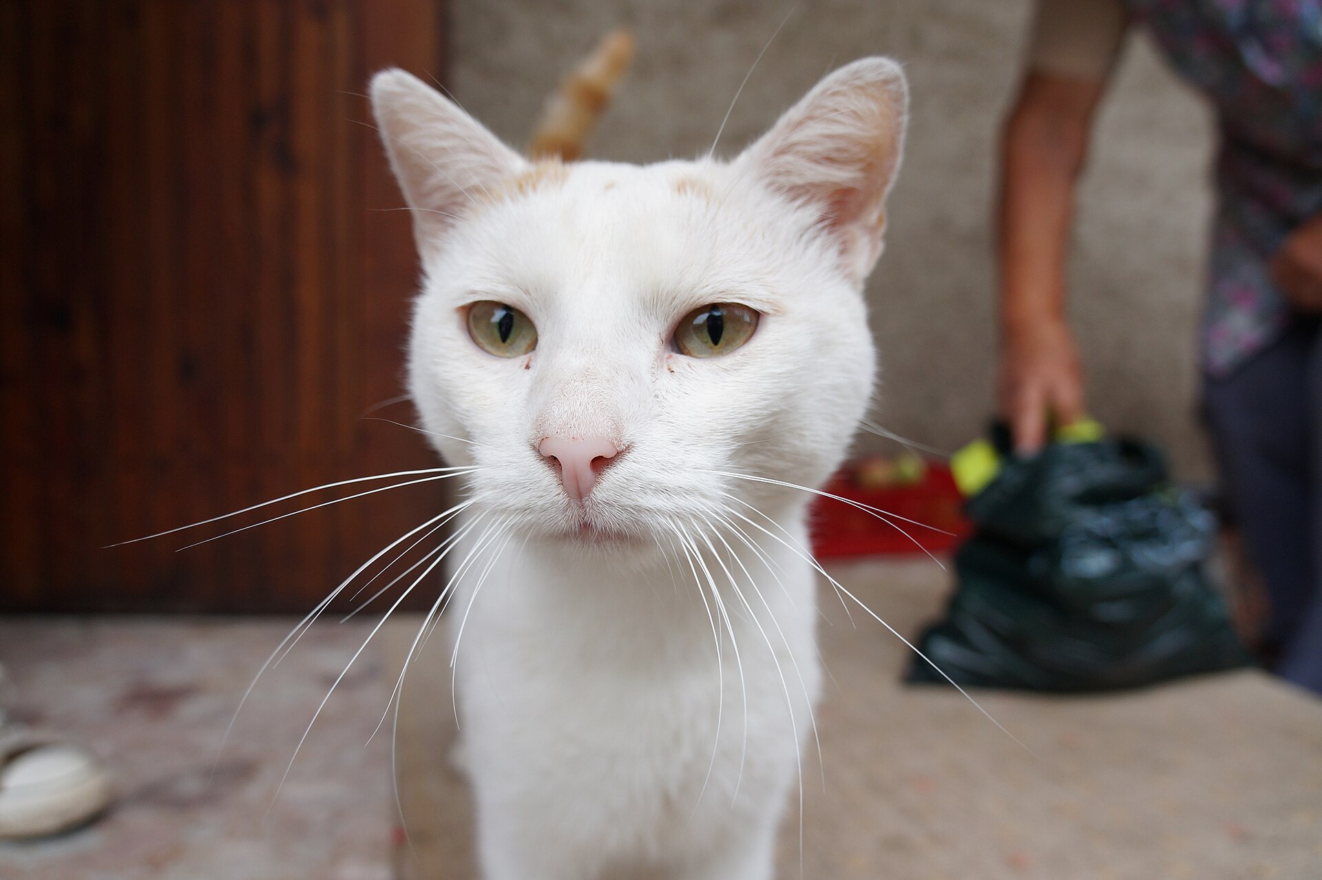A green-eyed white cat looking at the camera
