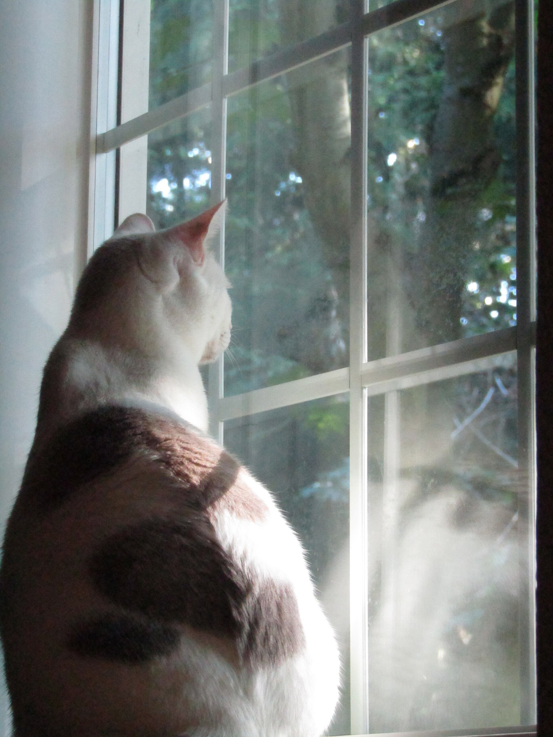 A cat staring out of a window