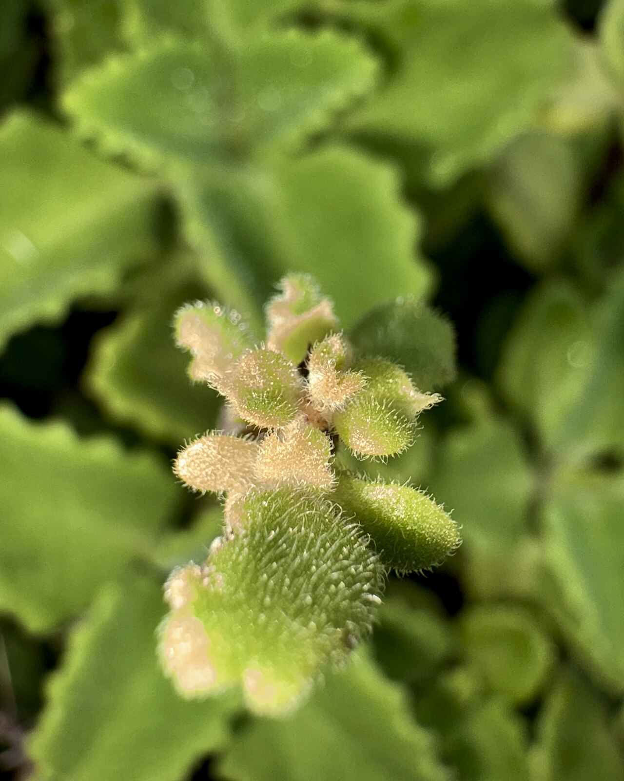 A mint plant with fresh green leaves