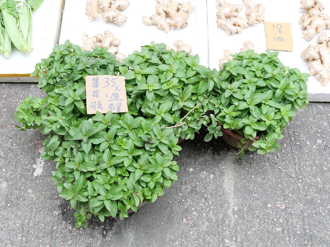 Fresh mint leaves growing in a garden