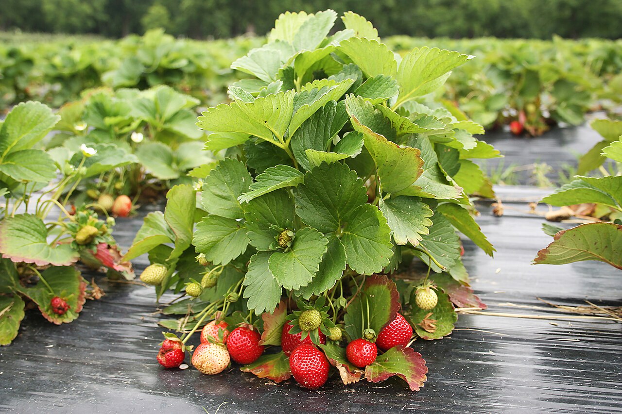 A strawberry plant carrying ripe fruit