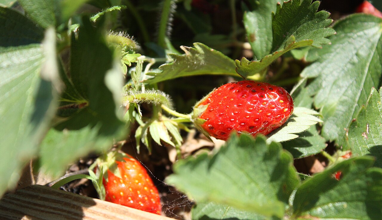 Strawberries ripening on the plant, seen close up