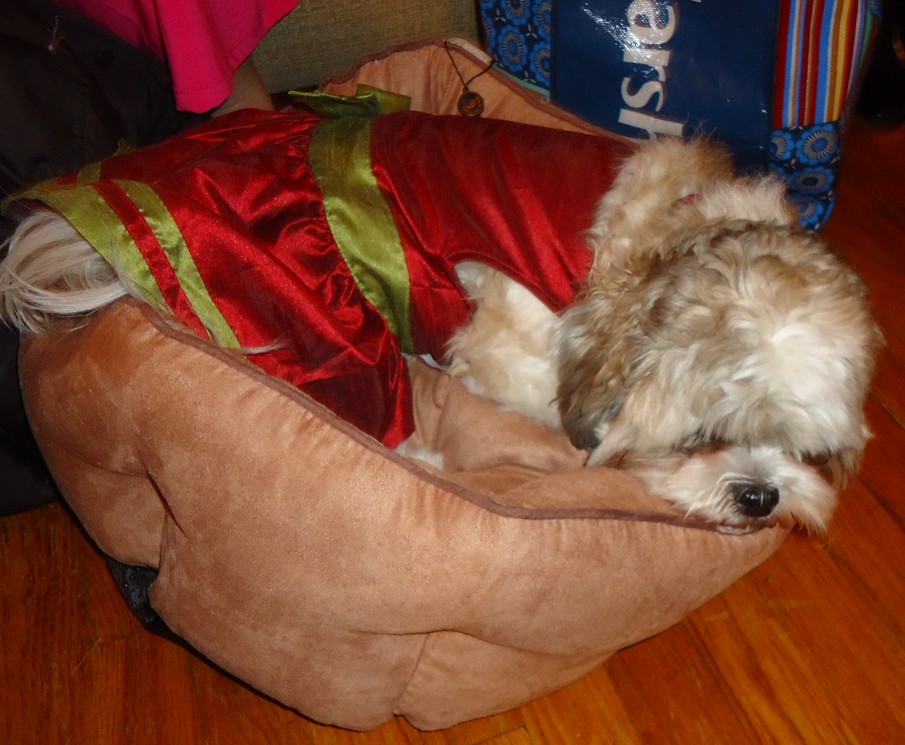 A dog sleeping in a soft dog bed