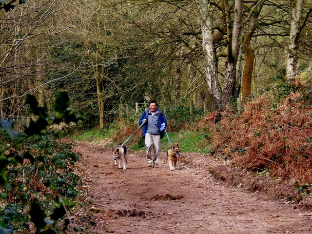 A dog walking on a leash in a park
