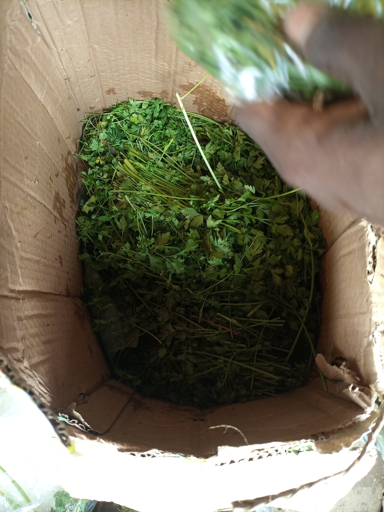 A carton of parsley leaves