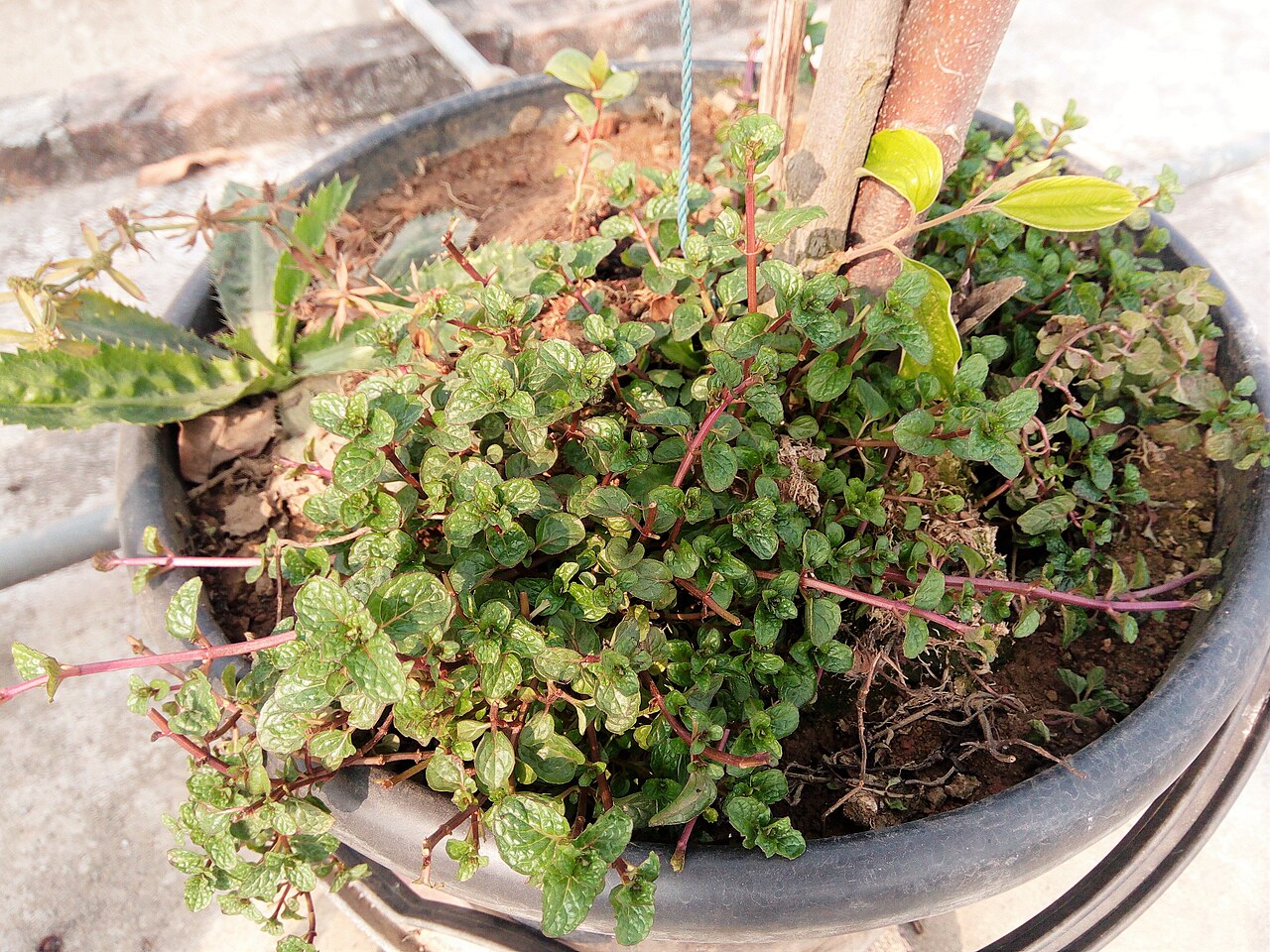 Basil leaves