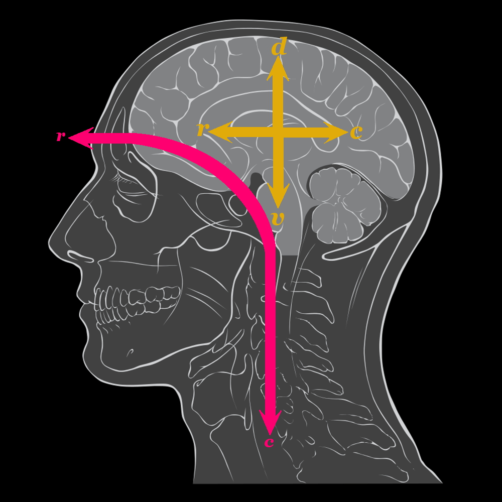 A diagram of the human brain