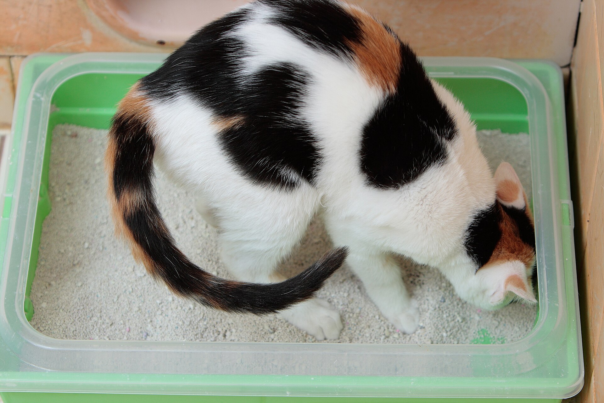A calico kitten sitting in a litter box