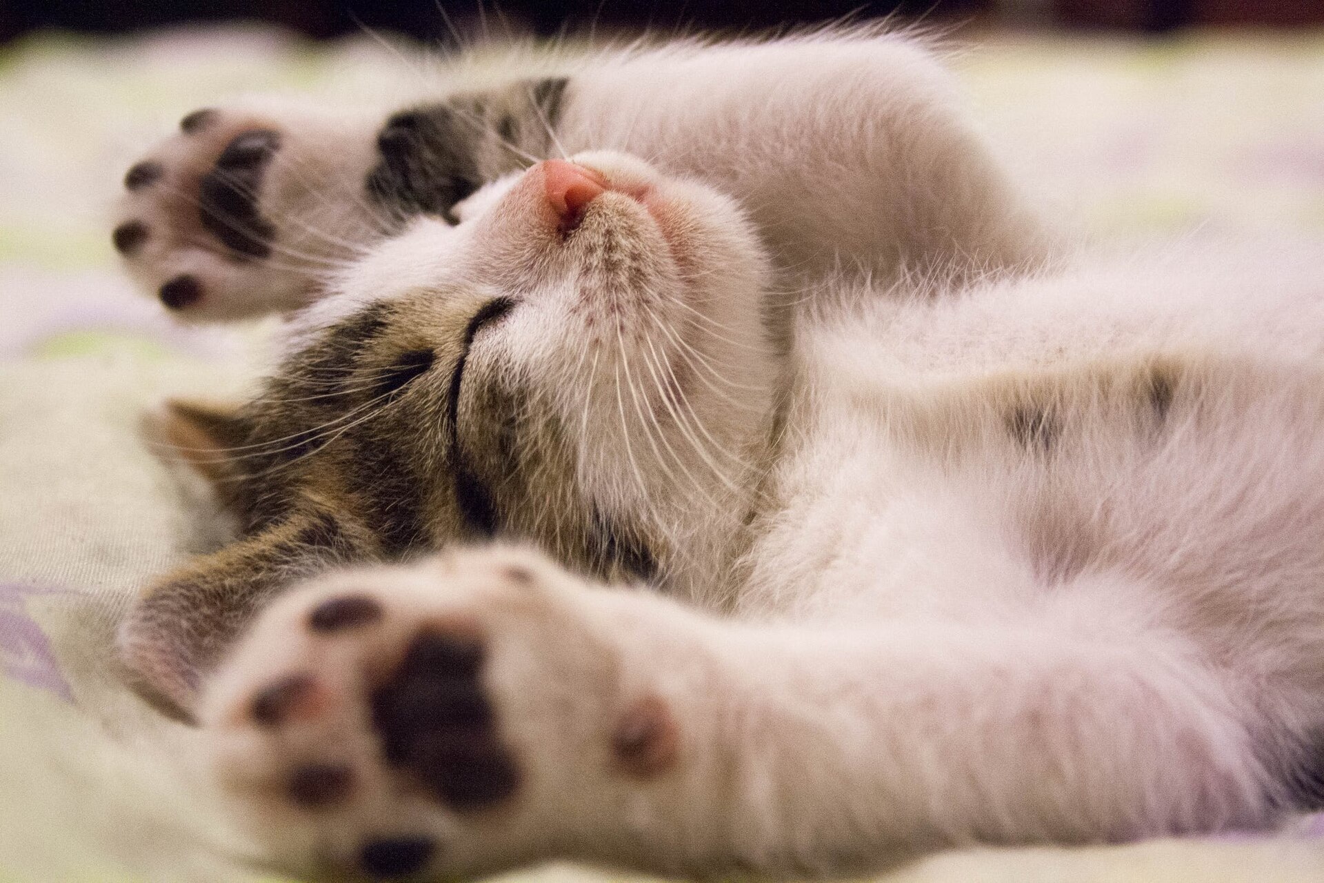 A kitten sleeping after play