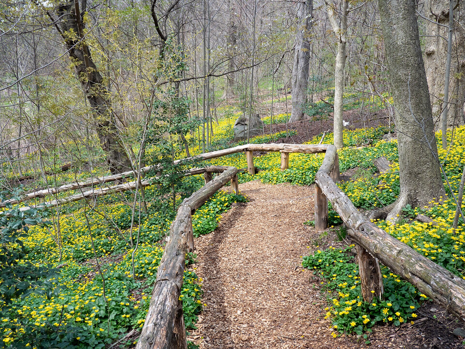 A woodland walking path with wooden railings