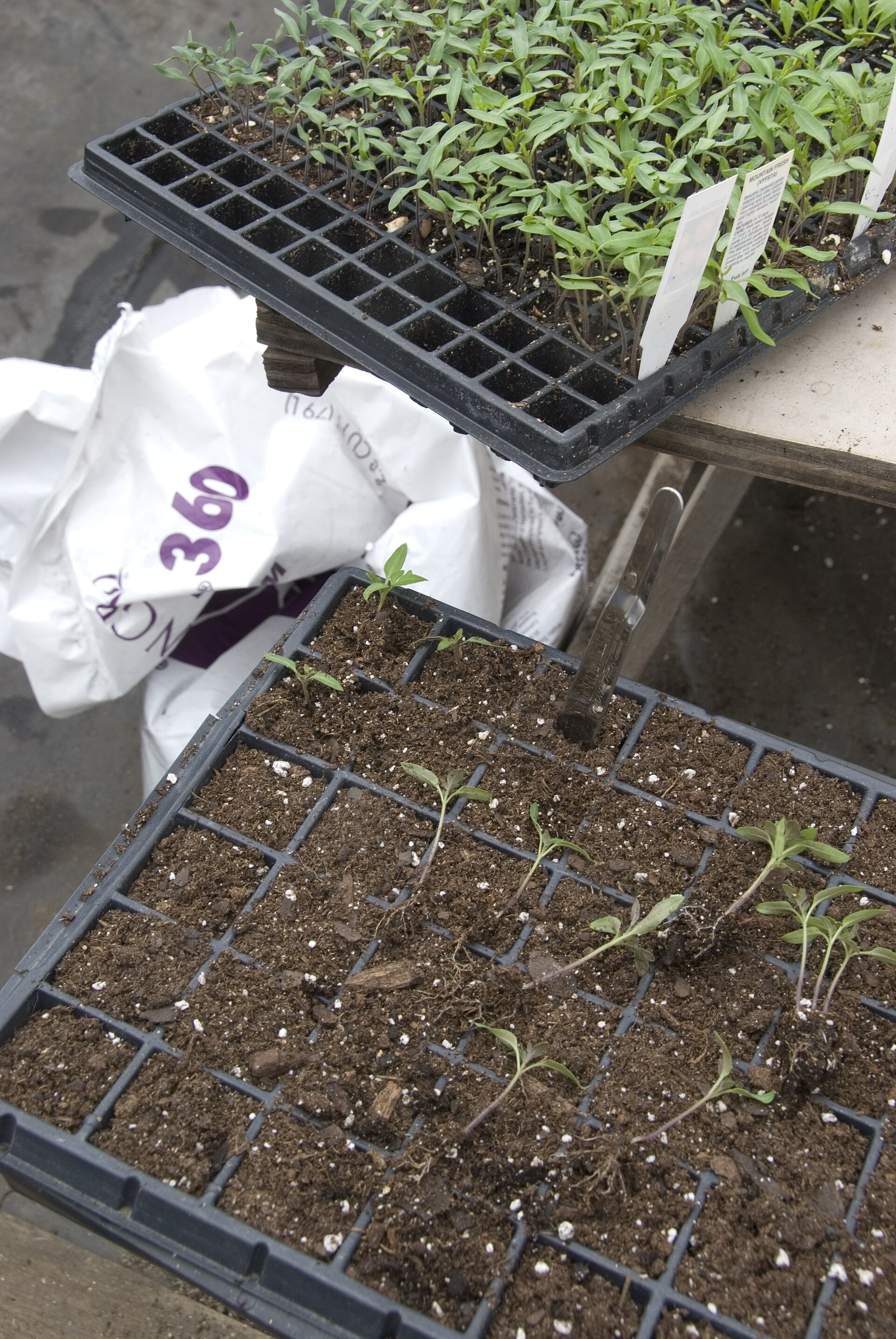Two trays of tomato seedlings, with sparse growth in the nearer tray