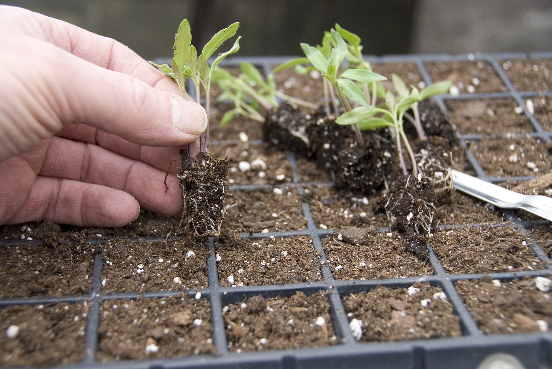 A hand lifting a tomato seedling with its root ball from a cell tray