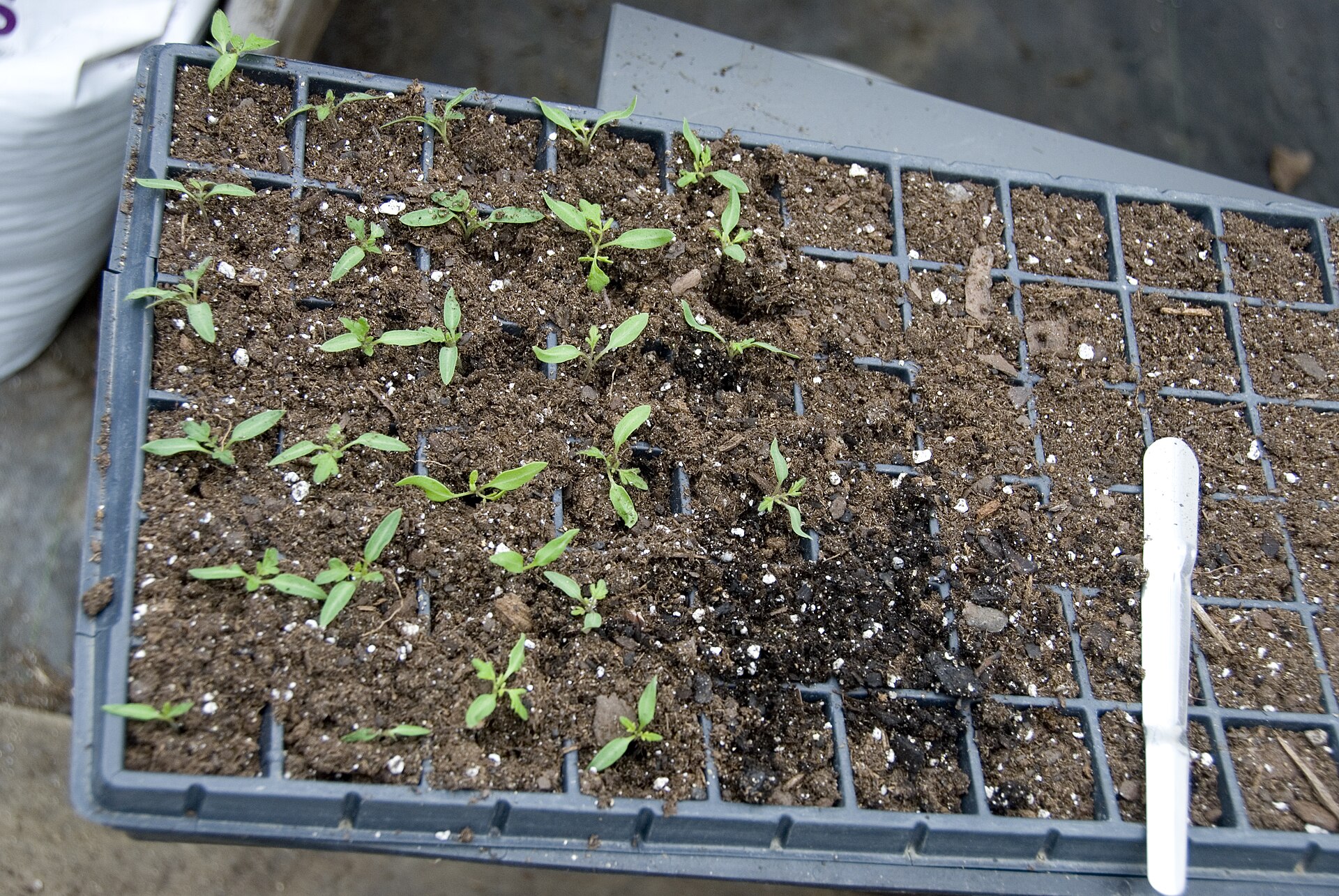 Small tomato seedlings growing in a cell tray