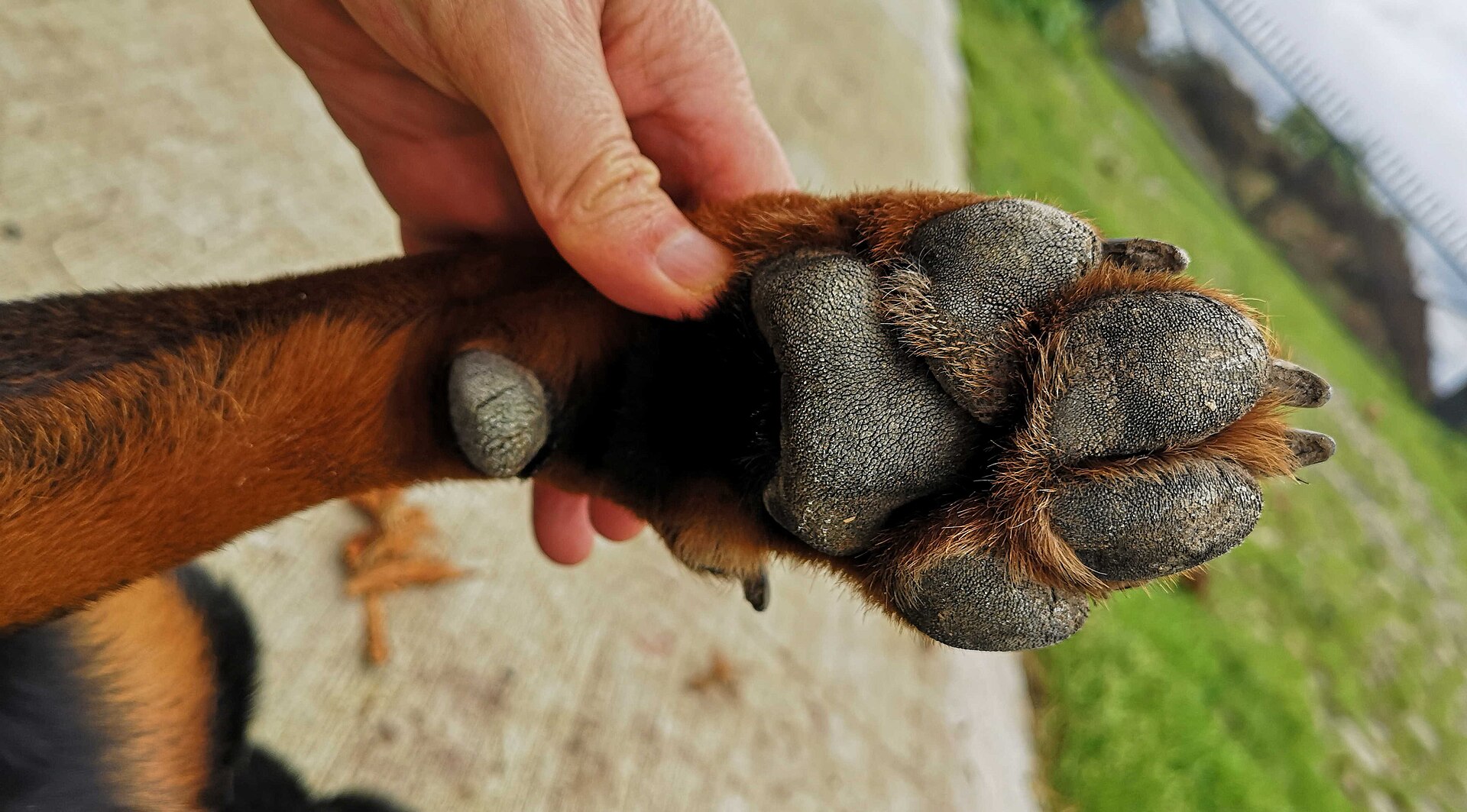 A hand holding a dog's paw, showing the pads and nails