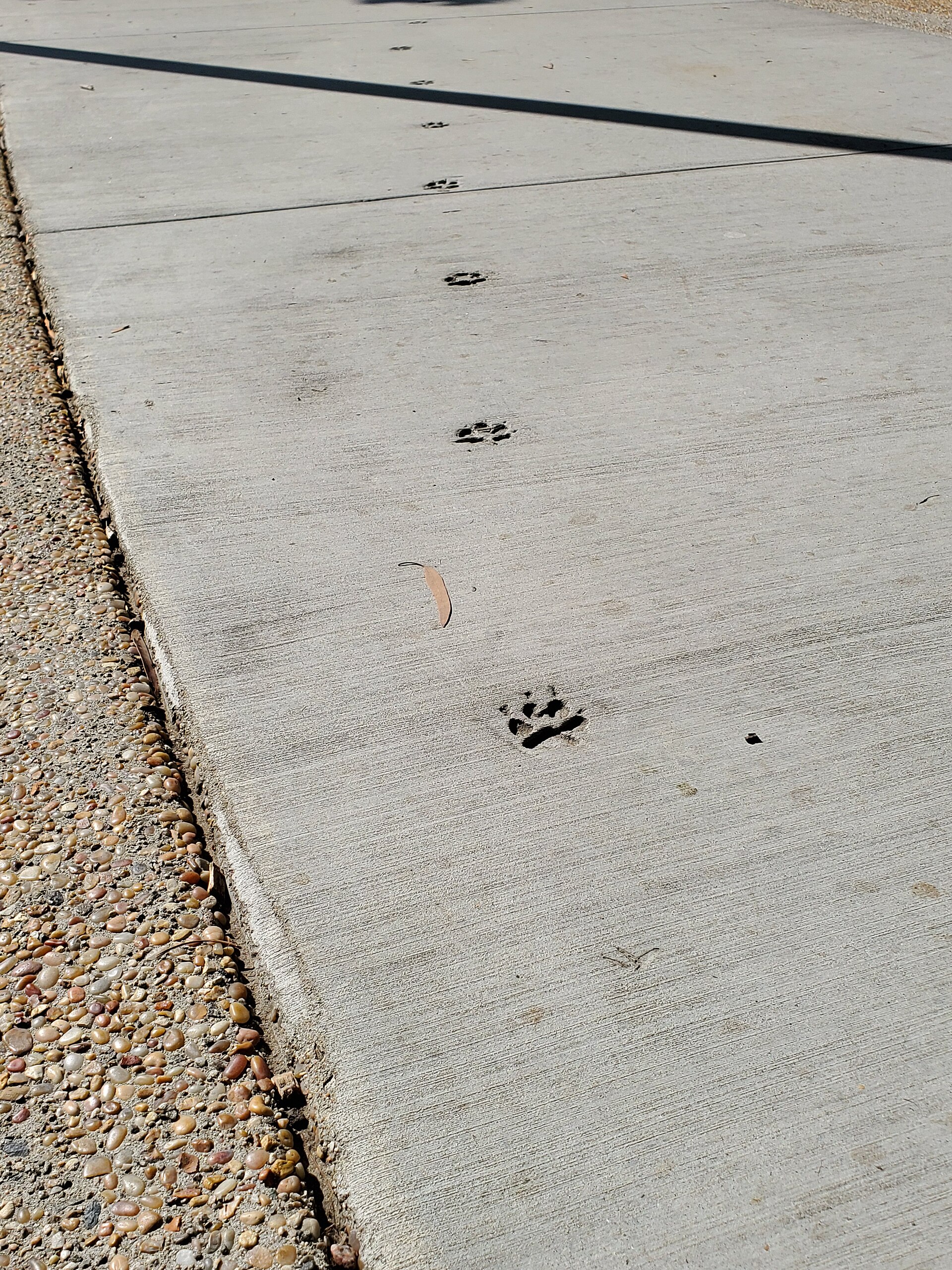 Dog paw prints set into a sidewalk