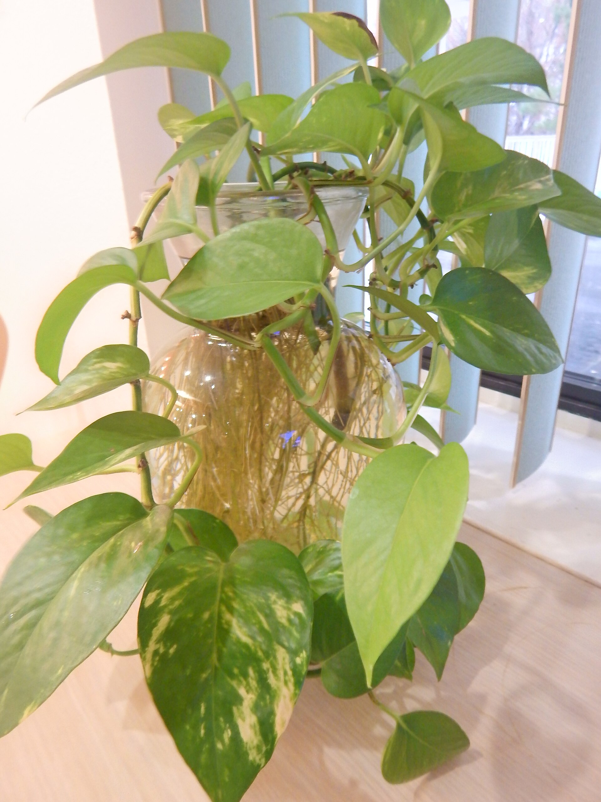 A broad-leaved houseplant taking root in a jar of water