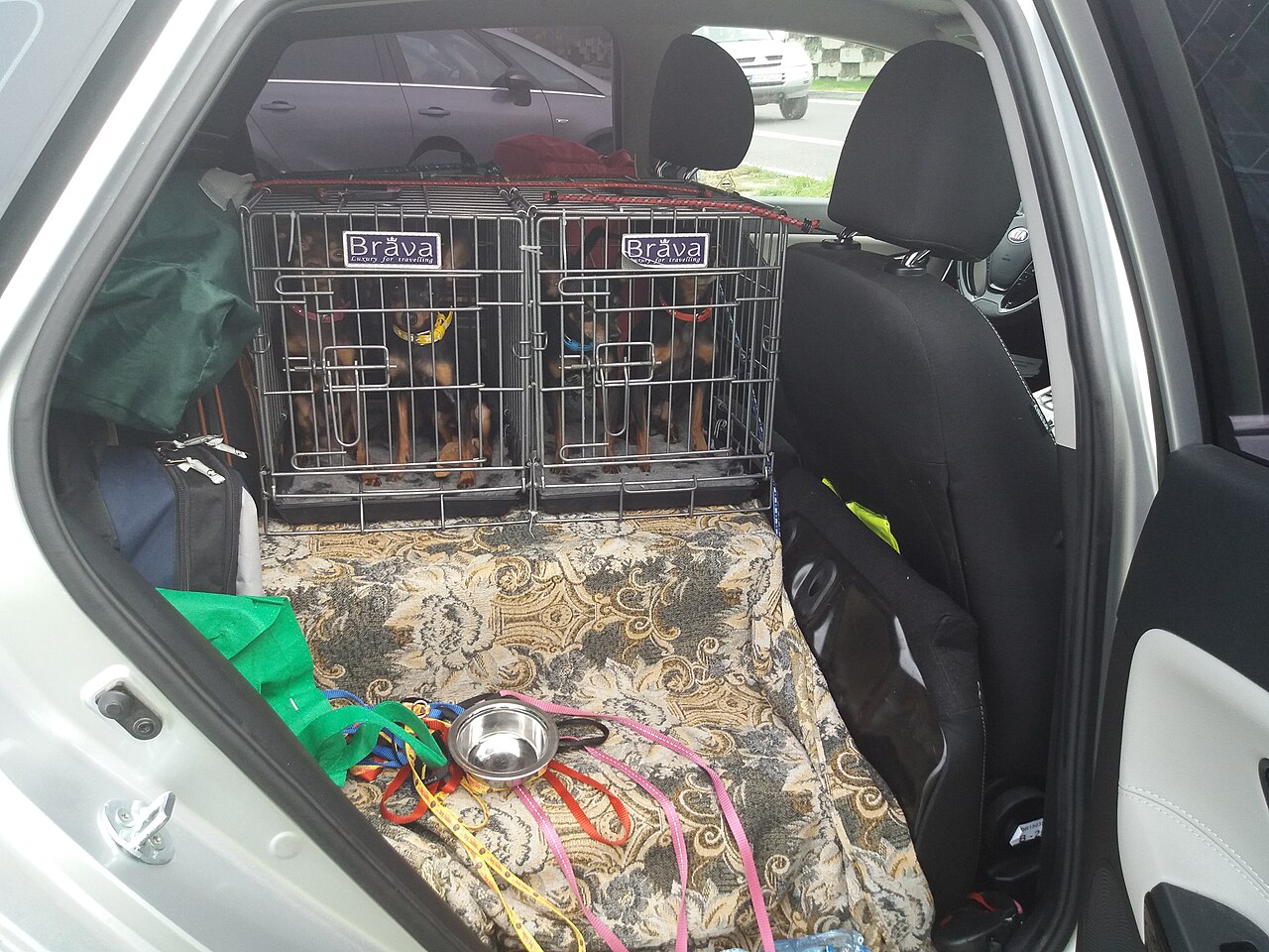 Dogs resting in crates inside a car