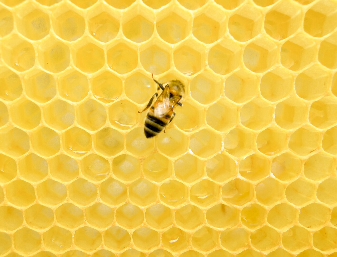 A western honey bee standing on a honeycomb