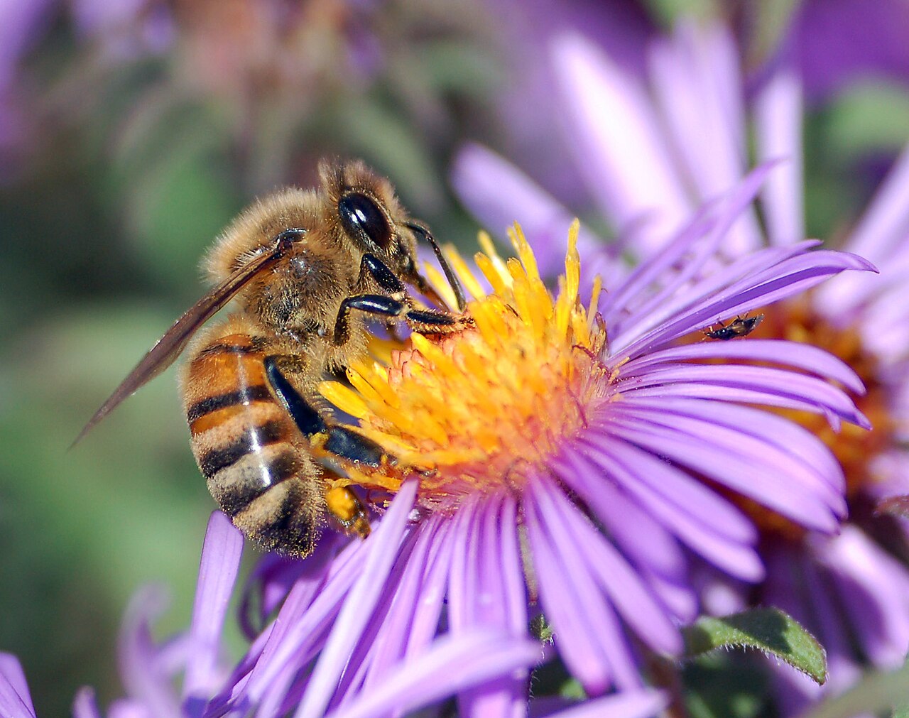 A honey bee gathering nectar from a flower with its proboscis