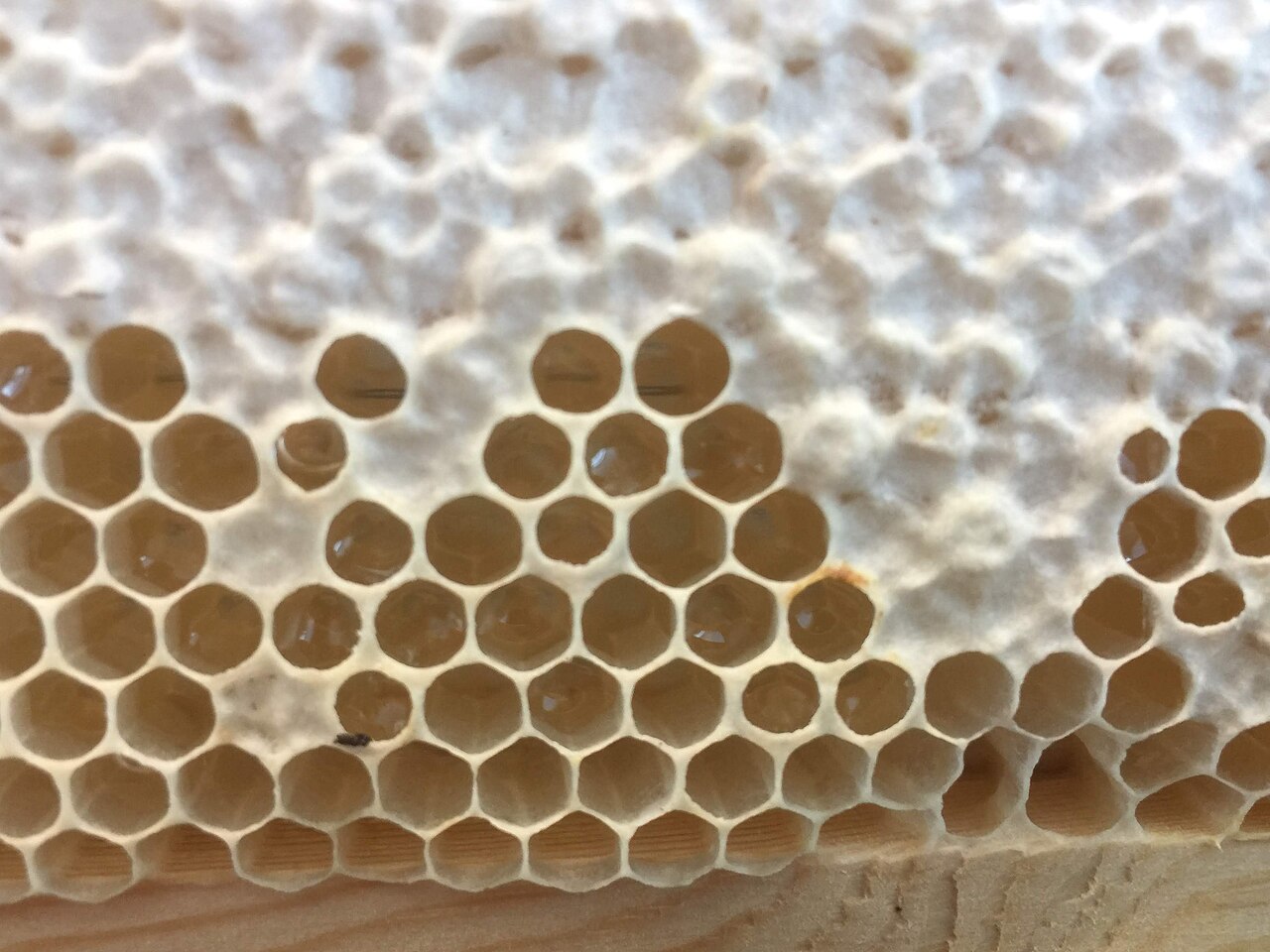 Honeycomb cells, some capped with wax and some still open