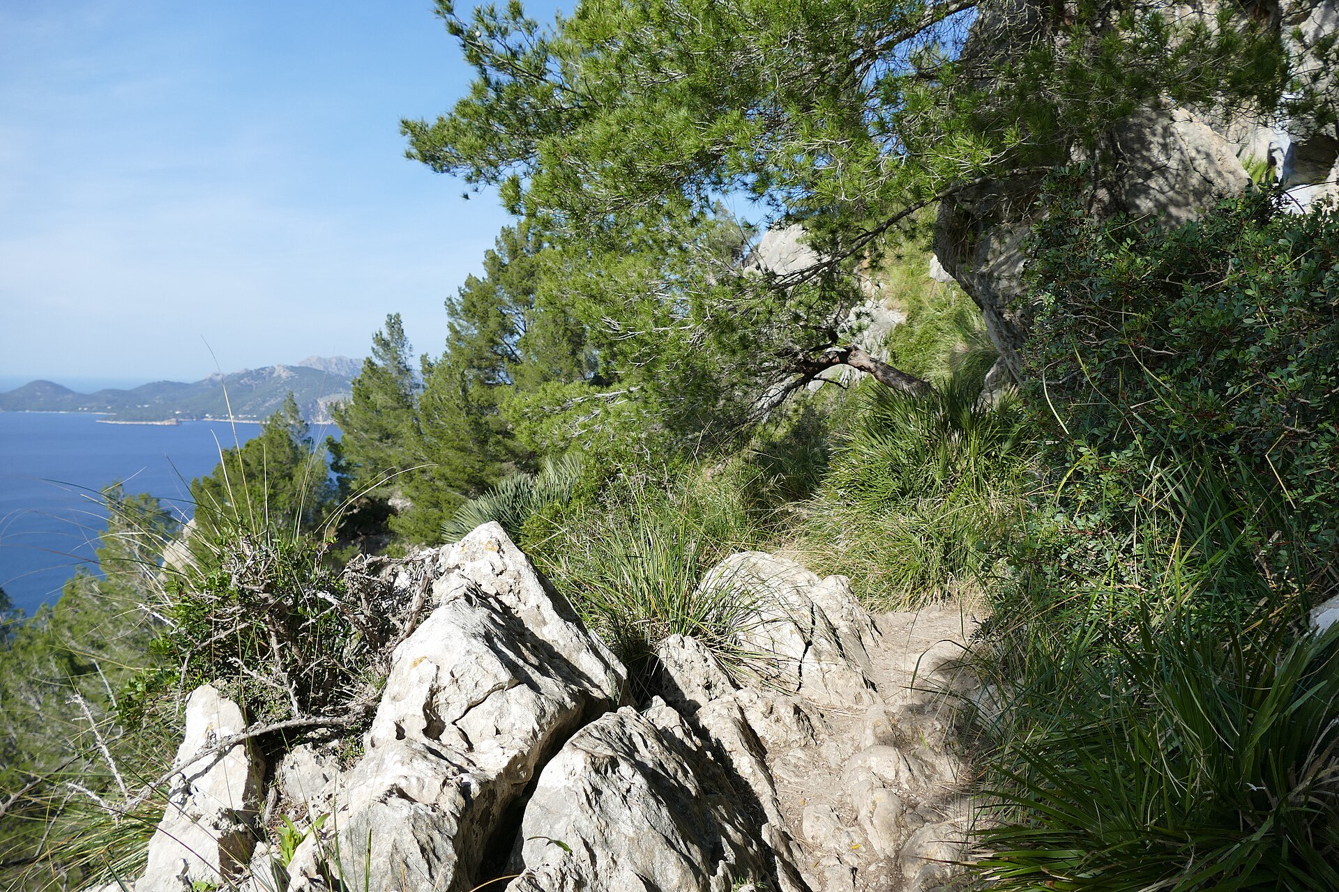 A rocky hiking path winding through pines above the coast