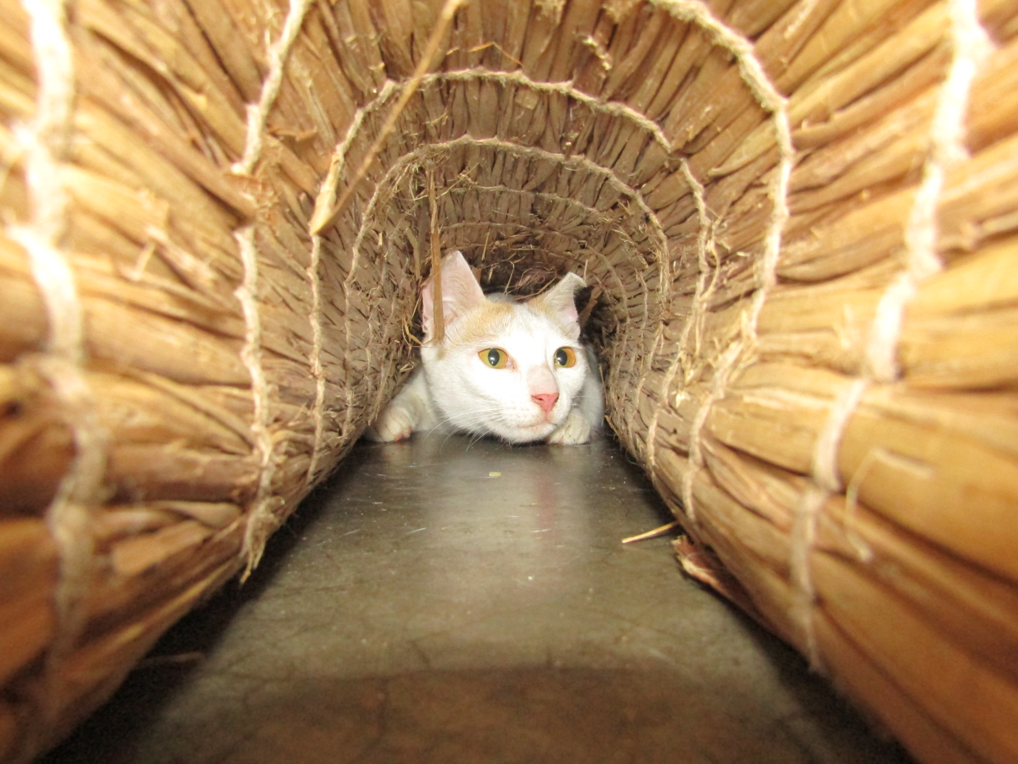 A cat peeks out from a hiding place inside a home