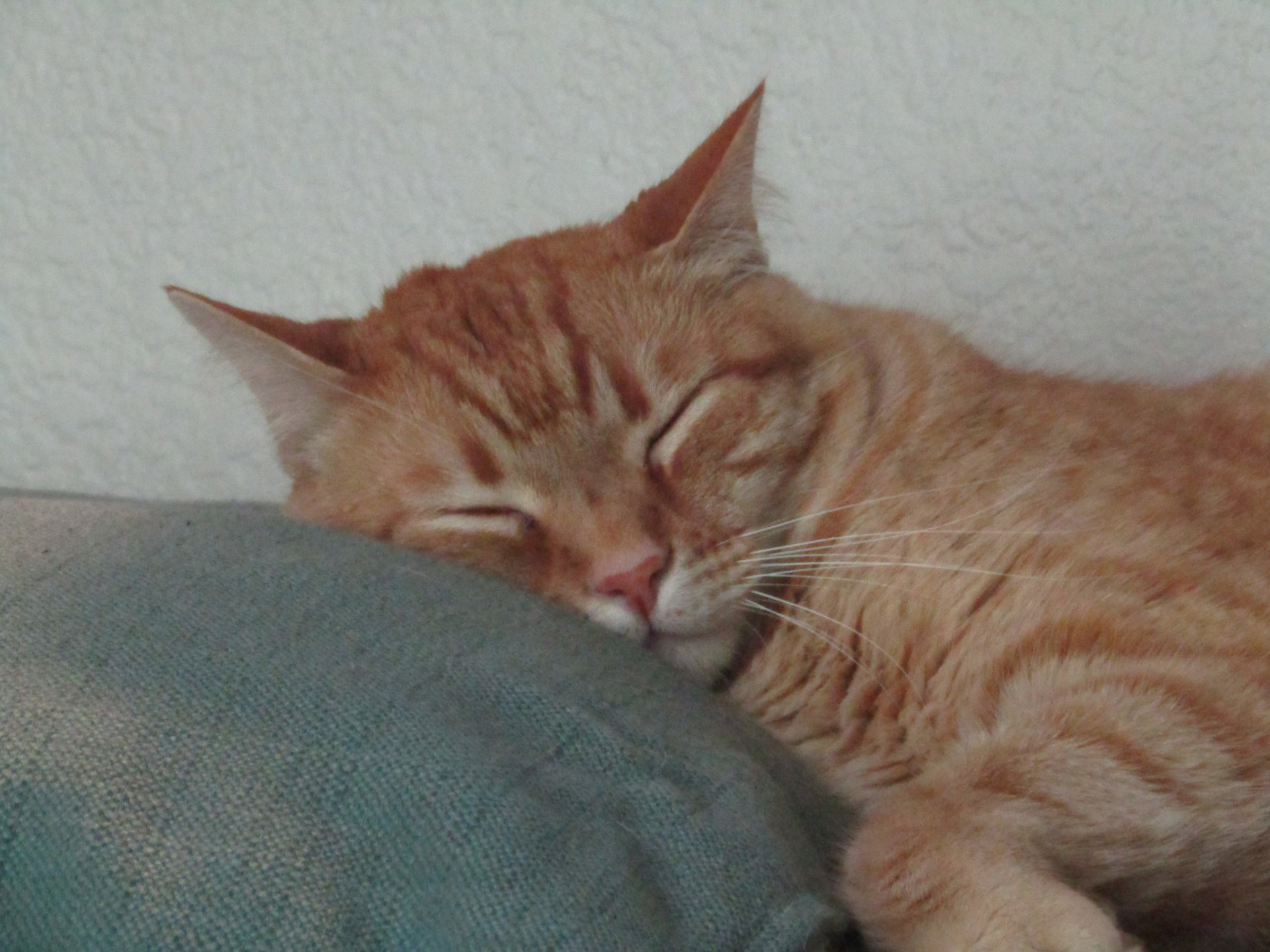 A cat rests its head on a pillow