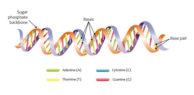 A model of the DNA double helix with its twisted ladder shape