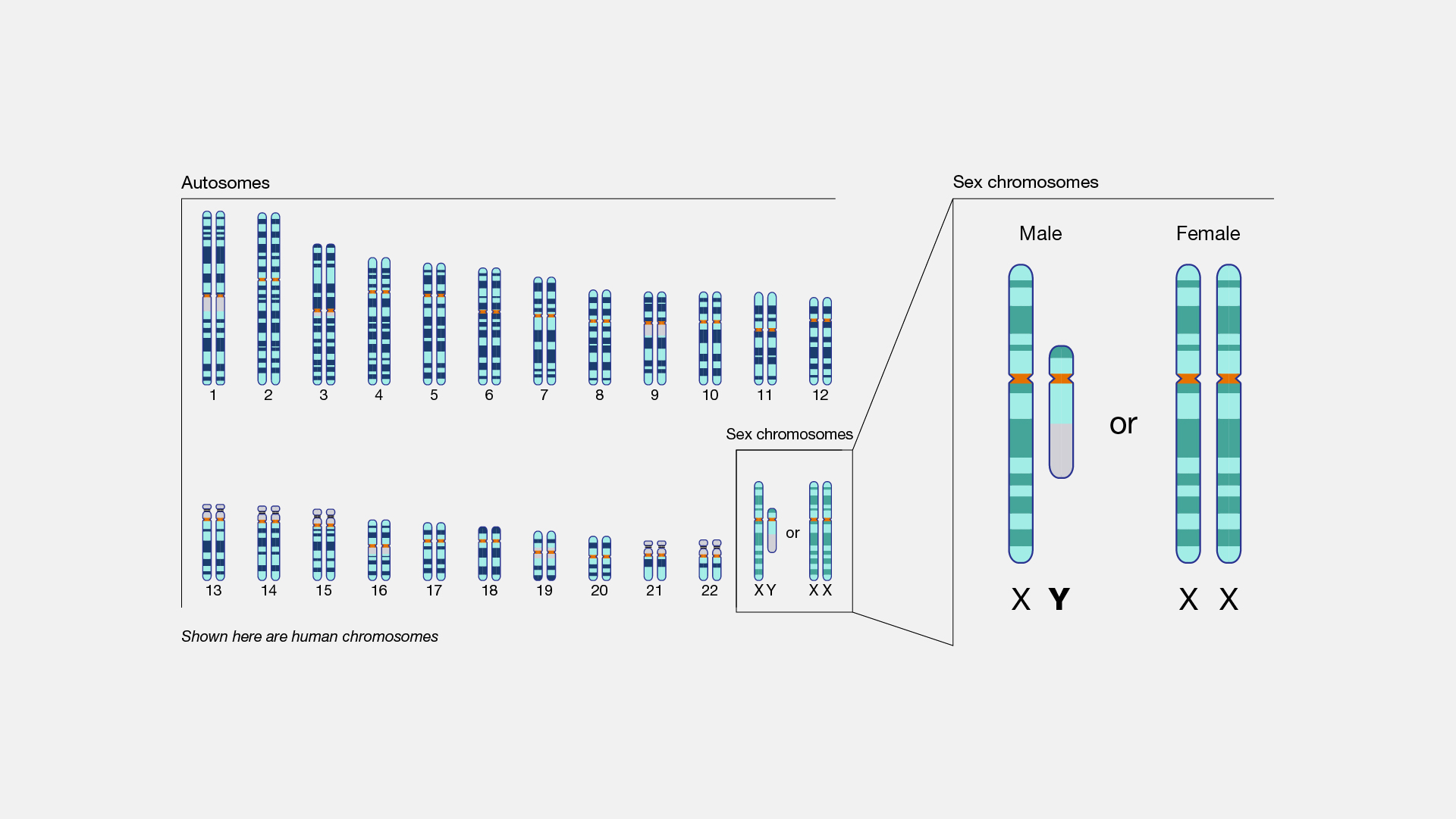 A diagram of human chromosomes arranged by size and shape