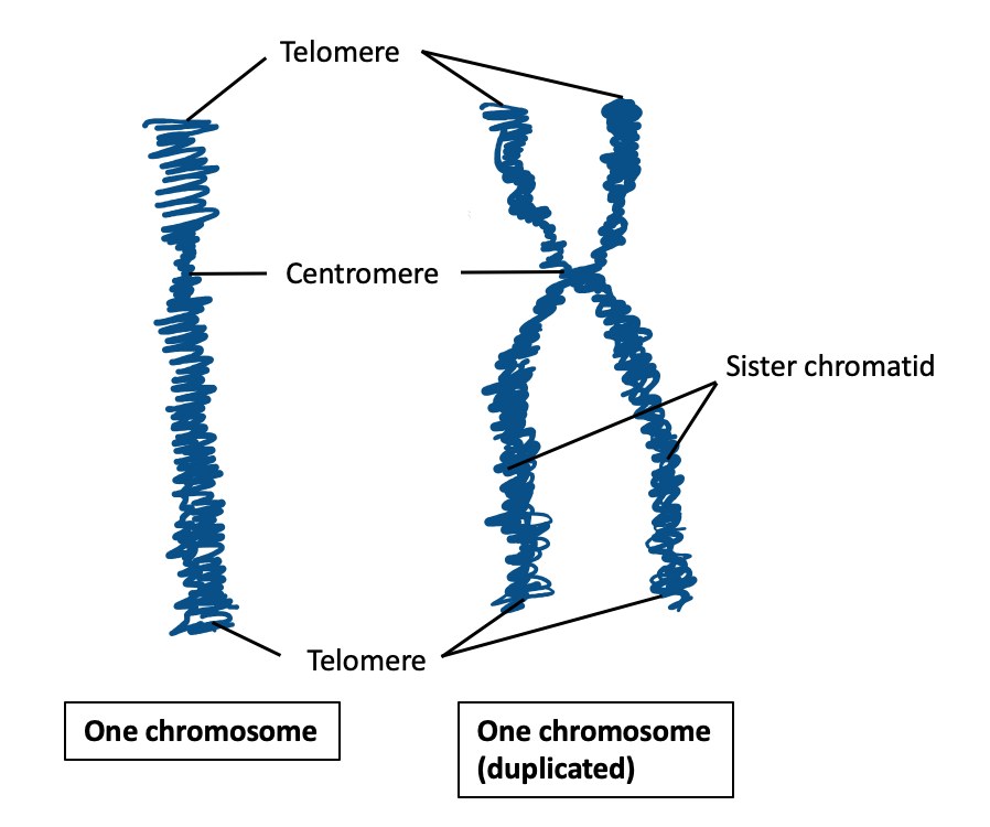 A diagram showing DNA wrapped around proteins to form a chromosome