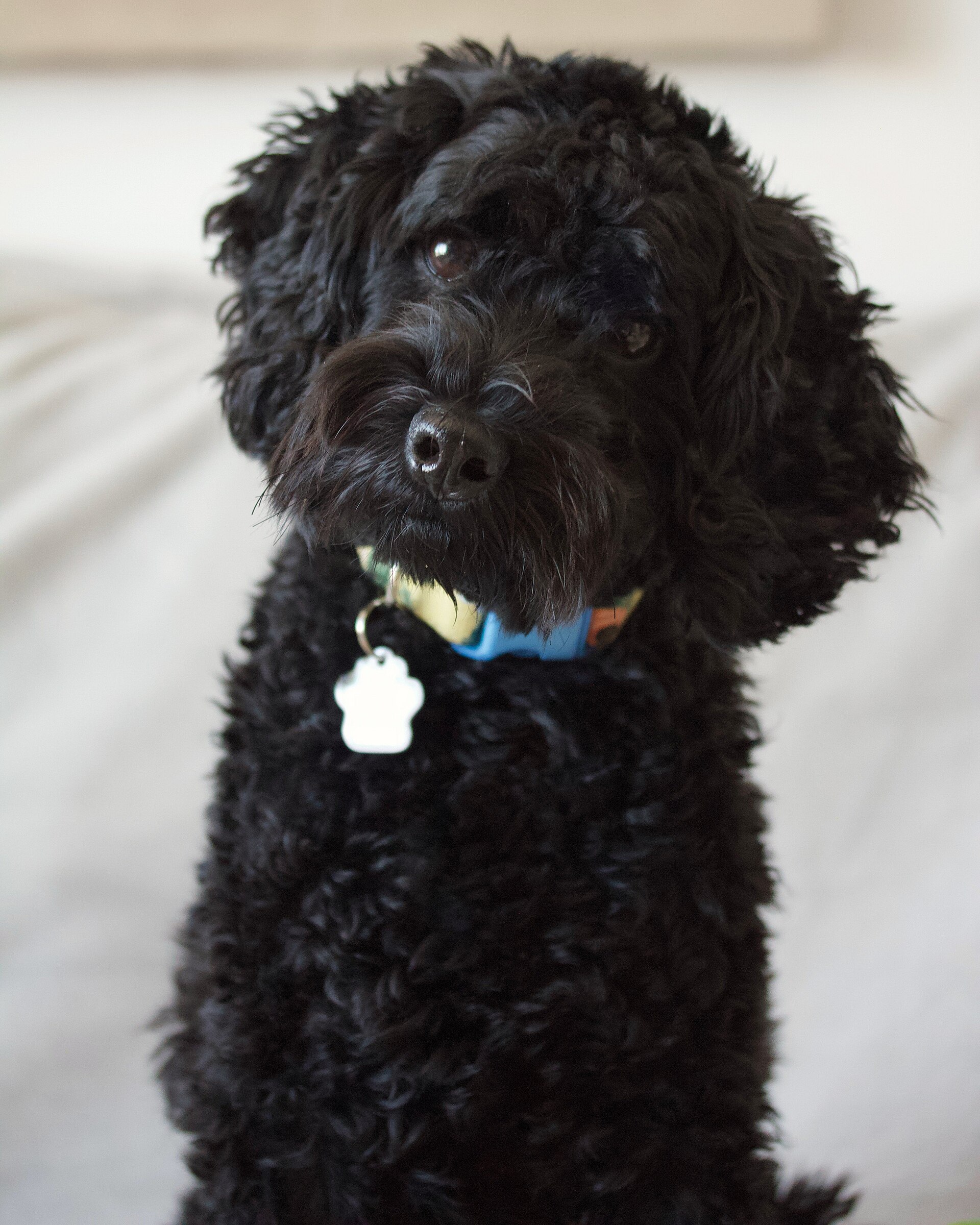 A black dog tilting its head while looking at the camera
