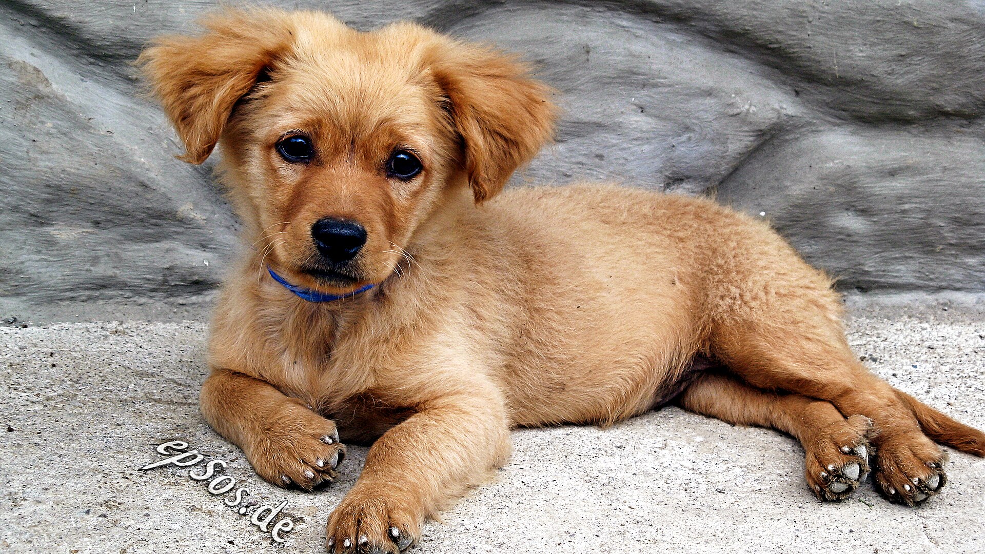 A golden retriever puppy sitting and looking at the camera