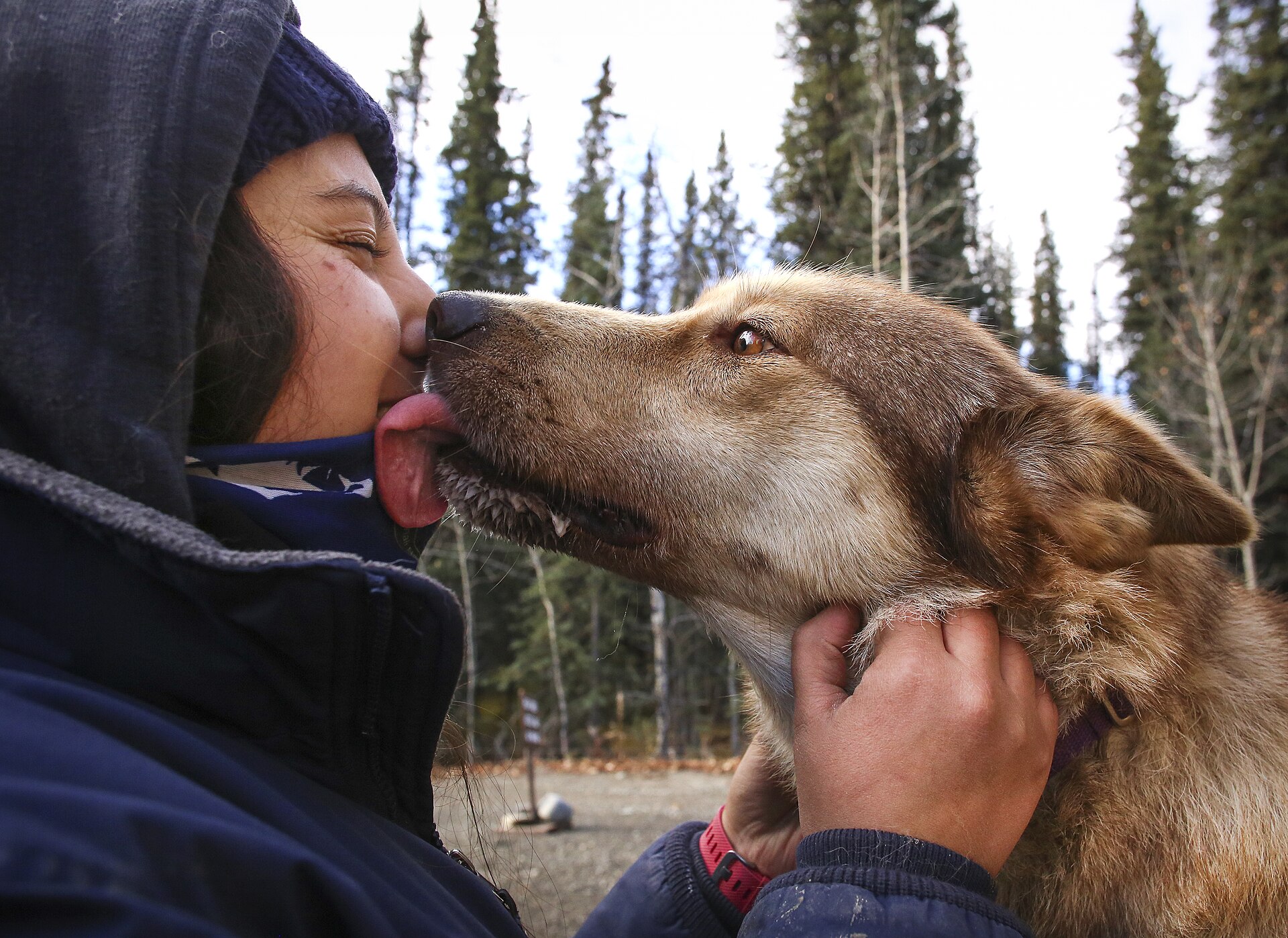 A sled dog licking a person's face outdoors