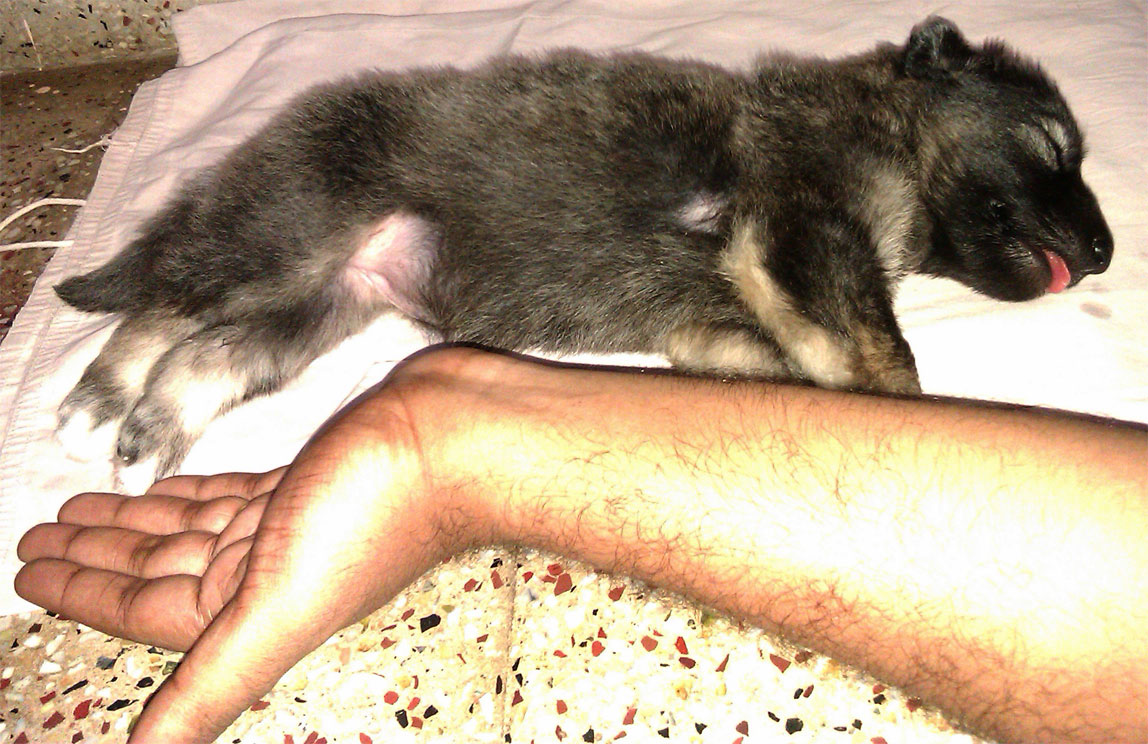 A 35-day-old German Shepherd puppy sleeping with its tongue out